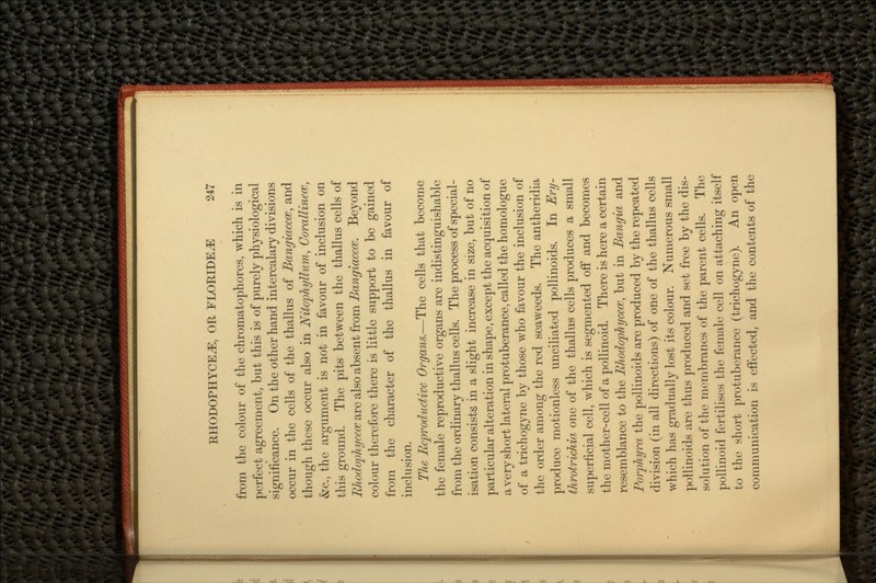 from the colour of the chromatophores, which is in perfect agreement, but this is of purely physiological significance. On the other hand intercalary divisions occur in the cells of the thallus of Bangiacccc, and though these occur also in Nitophyllum, Corallincce, &c., the argument is not in favour of inclusion on this ground. The pits between the thallus cells of Ehodophycccc are also absent from Bangiacccc. Beyond colour therefore there is little support to be gained from the character of the thallus in favour of inclusion. The Reproductive Organs.—The cells that become the female reproductive organs are indistinguishable from the ordinary thallus cells. The process of special- isation consists in a slight increase in size, but of no particular alteration in shape, except the acquisition of a very short lateral protuberance, called the homologue of a trichogyne by those who favour the inclusion of the order among the red seaweeds. The antheridia produce motionless unciliated pollinoids. In Ery- throtrichia one of the thallus cells produces a small superficial cell, which is segmented off and becomes the mother-cell of a pollinoid. There is here a certain resemblance to the Rlwdophycecc, but in Bangia and Porphyra the pollinoids are produced by the repeated division (in all directions) of one of the thallus cells which has gradually lost its colour. Numerous small pollinoids are thus produced and set free by the dis- solution of the membranes of the parent cells. The pollinoid fertilises the female cell on attaching itself to the short protuberance (trichogyne). An open communication is effected, and the contents of the