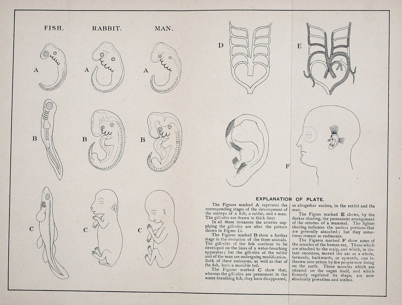 EXPLANATION OF PLATE. The Figures marked A represent thi corresponding stages of the development o the embryo of a fish, a rabbit, and a man The gill-slits are drawn in thick lines In all three instances the arteries sup plying the gill-slits are after the patten shown in Figure D. The Figures marked B show a furthe stage in the evolution of the th: Th gill-slit developed 01 apparatus; 1 and of them Both of the; the fish, hnvi The Flu nf the fish 2 lines of a water-breathing the gill-slits of the rabbit re undergoing modification. mbryoes, as well as that of movable tail. ? marked C show that, whereas the gill-slits are permanent in the water-breathing fish, they have disappeared, as altogether useless, in the rabbit and the The Figure marked E shows, by the darker shading, the permanent arrangement of the arteries of a mammal. The lighter shading indicates the useless portions that are generally absorbed ; but they some- times remain as rudiments. The Figures marked F show some of the muscles of the human ear. Those which are attached to the scalp, and which, in dis- tant ancestors, moved the ear as a whole, forwards, backwards, or upwards, can be thrown into action by few people now living on the earth. Those muscles which are situated on the organ itself, and which formerly regulated its shape, are now absolutely powerless and useless.