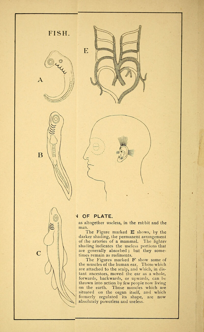 >l OF PLATE. as altogether useless, in the rabbit and the man. The Figure marked E shows, by the darker shading, the permanent arrangement of the arteries of a mammal. The lighter shading indicates the useless portions that are generally absorbed ; but they some- times remain as rudiments. The Figures marked F show some of the muscles of the human ear. Those which are attached to the scalp, and which, in dis- tant ancestors, moved the ear as a whole, forwards, backwards, or upwards, can be thrown into action by few people now living on the earth. Those muscles which are situated on the organ itself, and which formerly regulated its shape, are now absolutely powerless and useless.