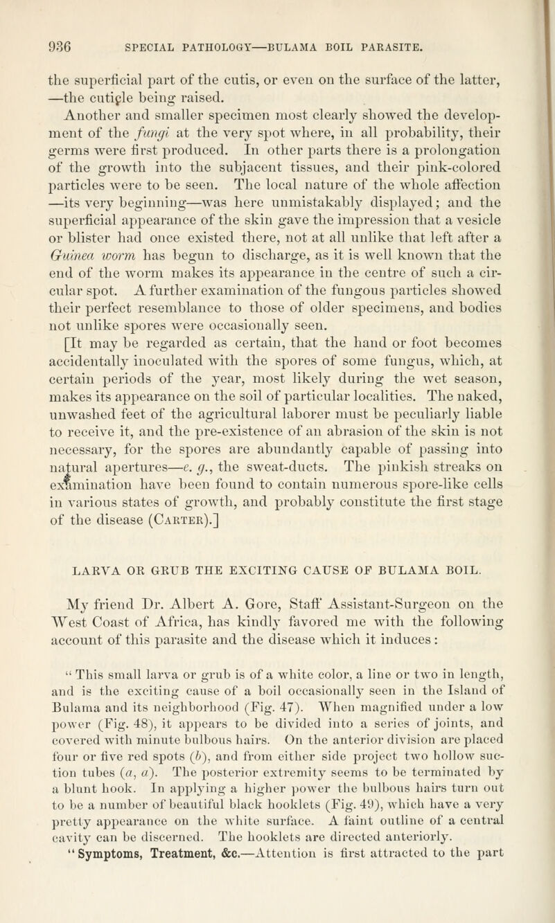 the superficial part of the cutis, or even ou the surface of the latter, —the cuticle being raised. Another and smaller specimen most clearly showed the develop- ment of the fungi at the very spot where, in all probability, their germs were first produced. In other parts there is a prolongation of the growth into the subjacent tissues, and their pink-colored particles were to be seen. The local nature of the whole affection —its very beginning—was here unmistakably displayed; and the superficial appearance of the skin gave the impression that a vesicle or blister had once existed there, not at all unlike that left after a Guinea worm has begun to discharge, as it is well known that the end of the worm makes its appearance in the centre of such a cir- cular spot. A further examination of the fungous particles showed their perfect resemblance to those of older specimens, and bodies not unlike spores were occasionally seen. [It may be regarded as certain, that the hand or foot becomes accidentally inoculated with the spores of some fungus, which, at certain periods of the year, most likely during the wet season, makes its appearance on the soil of particular localities. The naked, unwashed feet of the agricultural laborer must be peculiarly liable to receive it, and the pre-existence of an abrasion of the skin is not necessary, for the spores are abundantly capable of passing into natural apertures—e. g., the sweat-ducts. The pinkish streaks on examination have been found to contain numerous spore-like cells in various states of growth, and probably constitute the first stage of the disease (Carter).] LAKVA OE GRUB THE EXCITING CAUSE OE BULAMA BOIL. My friend Dr. Albert A. Gore, Staff Assistant-Surgeon on the West Coast of Africa, has kindly favored me with the following account of this parasite and the disease which it induces:  This small larva or grub is of a white color, a line or two in length, and is the exciting cause of a boil oecasionall}' seen in the Island of Bulama and its neighborhood (Fig. 47). When magnified under a low power (Fig. 48), it appears to be divided into a series of joints, and covered with minute bulbous hairs. On the anterior division are placed four or five red spots (b), and from either side project two hollow suc- tion tubes (a, «). The posterior extremity seems to be terminated by a blunt hook. In applying a higher power the bulbous hairs turn out to be a number of beautiful black hooklets (Fig. 49), which have a very pretty appearance on the white surface. A faint outline of a central cavity can be discerned. The hooklets are directed anteriorly. Symptoms, Treatment, &c.—Attention is first attracted to the part