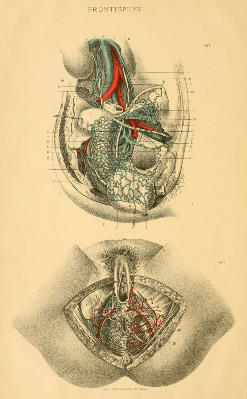 FRONTISPIECE Fig 2