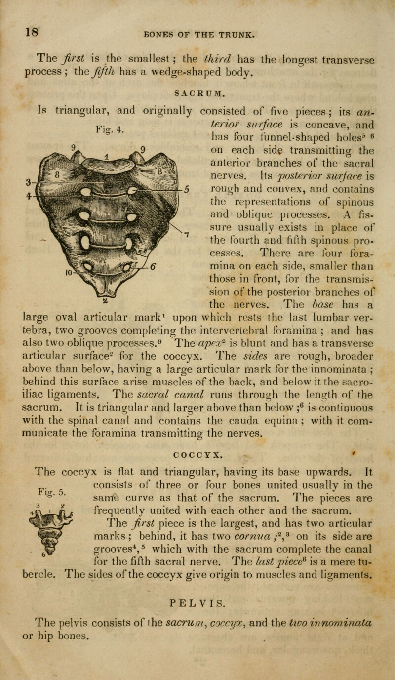 The first is the smallest; the lydrd has the longest transverse process; the fifth has a wedge-shaped body. SACRUM. Is triangular, and originally consisted of five pieces; its Fig. 4. terior surface is concave, and has four Ibnnel-shaped holes^^ ^ on each side transmitting the anterior branches of the sacral nerves. Its posterior surjme is rough and convex, and contains the representations of spinous and oblique processes. A fis- sure usually exists in place of the fourth and fifth spinous pro- cesses. There are four fora- mina on each side, smaller than those in front, for the transmis- sion of the posterioi' branches of the nerves. The base has a large oval articular mark' upon which rests the last lumbar ver- tebra, two grooves completing the intervertebral foramina ; and has also two oblique processes.^ The apex^ is blunt and has a transverse articular surface^ for the coccyx. The sides are rough, broader above than below, having a large articular mark for the innominata ; behind this surface arise muscles of the back, and below it the sacro- iliac ligaments. The sacral canal runs through the length of the sacrum. It is triangular and larger above than below f is continuous with the spinal canal and contains the cauda equina ; with it com- municate the foramina transmitting the nerves. COCCYX. ' coccyx is flat and triangular, having its base upwards. It consists of three or four bones united usually in the same curve as that of the sacrum. The pieces are frequently united with each other and (he sacrum. The first piece is the largest, and has two articular marks; behind, it has two cornva ;'^^^ on its side are grooves*, 5 which with the sacrum complete the canal for the fifth sacral nerve. The last 2nece^ is a mere tu- The sides of the coccyx give origin to muscles and ligaments. PELVIS. The pelvis consists of ihe sacrum^ coccyx^ and the two innominata or hip bones.