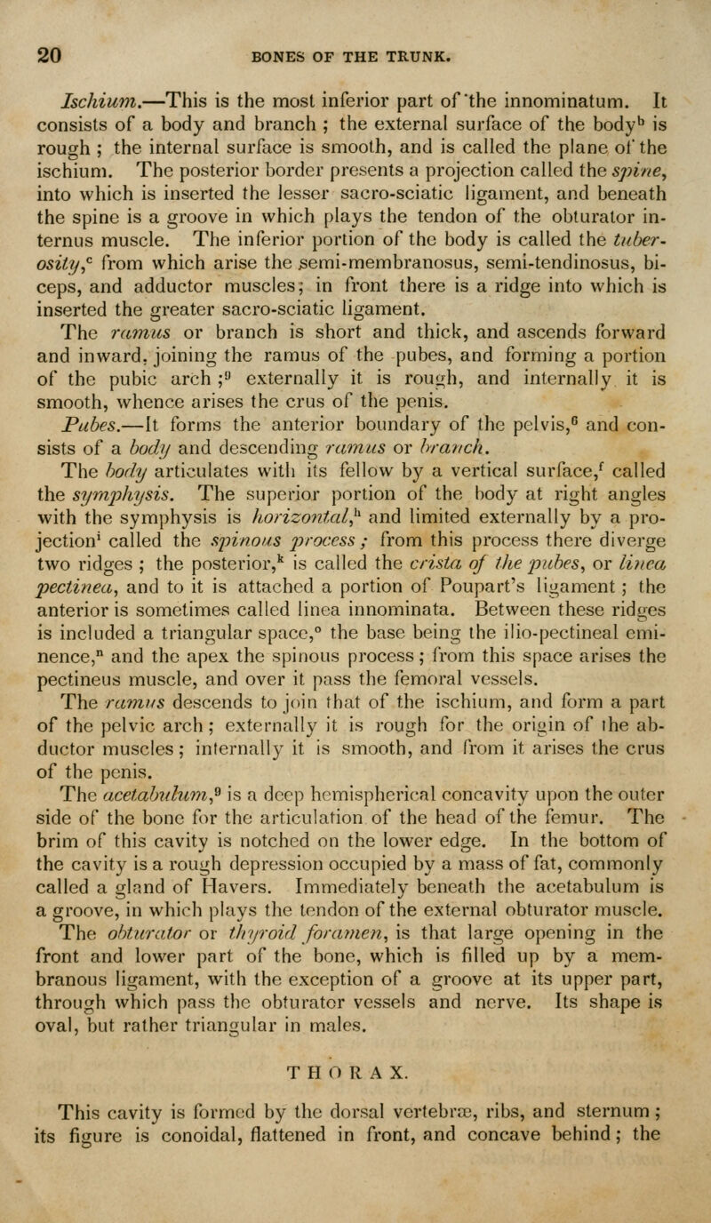 Ischium.—This is the most inferior part of the innominatum. It consists of a body and branch ; the external surface of the body'' is rough ; the internal surface is smooth, and is called the plane of the ischium. The posterior border presents a projection called the spine, into which is inserted the lesser sacro-sciatic ligament, and beneath the spine is a groove in which plays the tendon of the obturator in- ternus muscle. The inferior portion of the body is called the tuber- osity,'^ from which arise the ^emi-membranosus, semi-tendinosus, bi- ceps, and adductor muscles; in front there is a ridge into which is inserted the greater sacro-sciatic ligament. The ramus or branch is short and thick, and ascends forward and inward, joining the ramus of the pubes, and forming a portion of the pubic arch ; externally it is rough, and internally it is smooth, whence arises the crus of the penis. Pubes.—It forms the anterior boundary of the pelvis, and con- sists of a body and descending ramus or branch. The body articulates with its fellow by a vertical surface,^ called the symphysis. The superior portion of the body at right angles with the symphysis is horizo7ital^ and limited externally by a pro- jection' called the spinous process ; from this process there divei'ge two ridges ; the posterior,'' is called the crista of the pubes, or linea pectinea, and to it is attached a portion of Poupart's ligament ; the anterior is sometimes called linea innominata. Between these ridges is included a triangular space, the base being the ilio-pectineal emi- nence, and the apex the spinous process; from this space arises the pectineus muscle, and over it pass the femoral vessels. The ramus descends to join that of the ischium, and form a part of the pelvic arch; externally it is rough for the origin of ihe ab- ductor muscles; infernally it is smooth, and from it arises the crus of the penis. The acetabuhim,^ is a deep hemispherical concavity upon the outer side of the bone for the articulation of the head of the femur. The brim of this cavity is notched on the lower edge. In the bottom of the cavity is a rough depression occupied by a mass of fat, commonly called a gland of Havers. Immediately beneath the acetabulum is a groove, in which plays the tendon of the external obturator muscle. The obturator 01 thyroid foramen, \s that large opening in the front and lower part of the bone, which is filled up by a mem- branous ligament, with the exception of a groove at its upper part, through which pass the obturator vessels and nerve. Its shape is oval, but rather triangular in males. THORAX. This cavity is formed by the dorsal vertebnie, ribs, and sternum; its figure is conoidal, flattened in front, and concave behind; the
