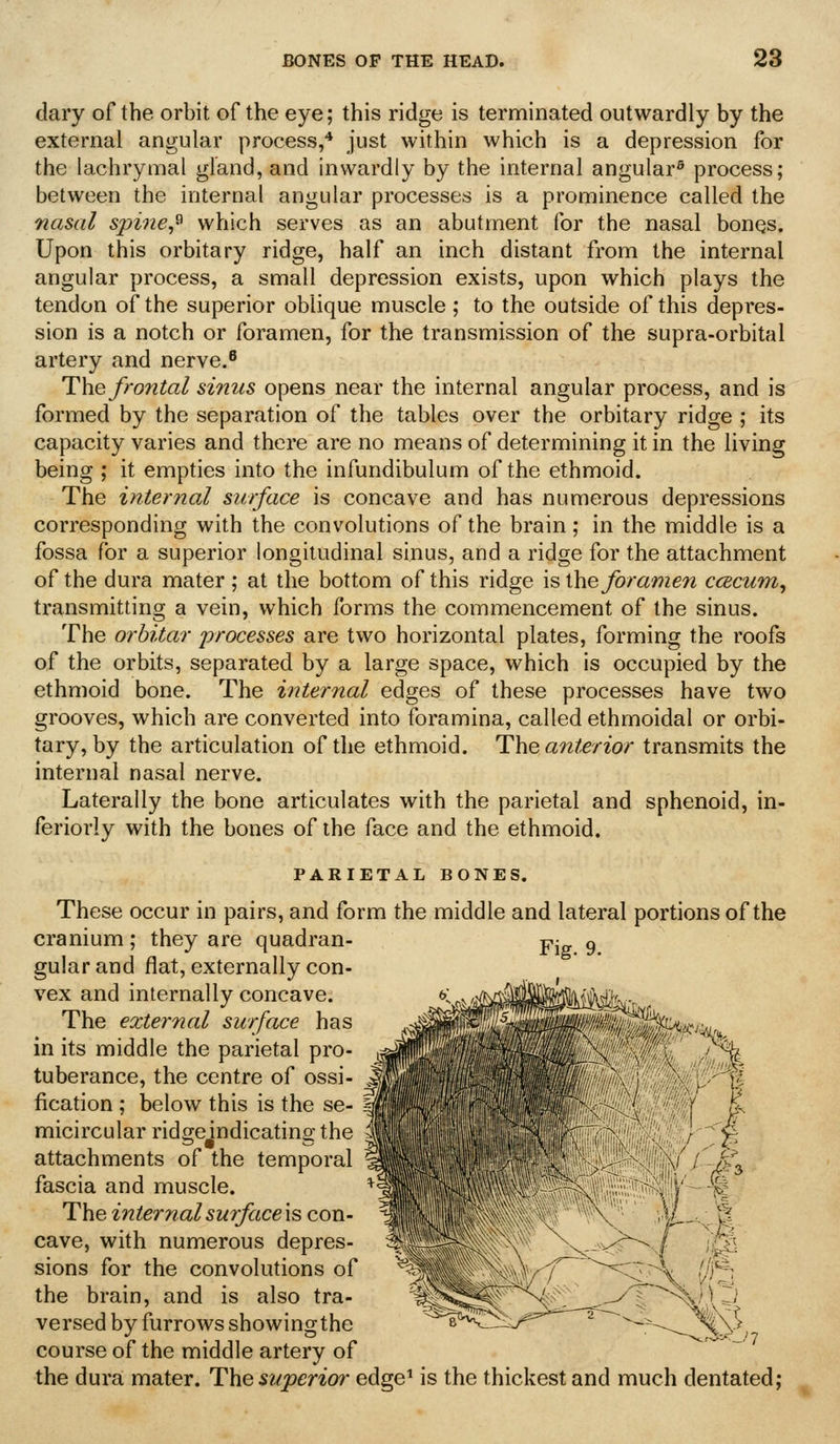 (lary of the orbit of the eye; this ridge is terminated outwardly by the external angular process,* just within which is a depression for the lachrymal gland, and inwardly by the internal angular® process; between the internal angular processes is a prominence called the nasal spine,^ which serves as an abutment for the nasal bones. Upon this orbitary ridge, half an inch distant from the internal angular process, a small depression exists, upon which plays the tendon of the superior oblique muscle; to the outside of this depres- sion is a notch or foramen, for the transmission of the supra-orbital artery and nerve.^ The frontal sinus opens near the internal angular process, and is formed by the separation of the tables over the orbitary ridge ; its capacity varies and there are no means of determining it in the living being ; it empties into the infundibulum of the ethmoid. The internal surface is concave and has numerous depressions corresponding with the convolutions of the brain; in the middle is a fossa for a superior longitudinal sinus, and a ridge for the attachment of the dura mater ; at the bottom of this ridge is ihe foramen ccecum, transmitting a vein, which forms the commencement of the sinus. The orhitar processes are two horizontal plates, forming the roofs of the orbits, separated by a large space, which is occupied by the ethmoid bone. The internal edges of these processes have two grooves, which are converted into foramina, called ethmoidal or orbi- tary, by the articulation of the ethmoid. The anterior transmits the internal nasal nerve. Laterally the bone articulates with the parietal and sphenoid, in- feriorly with the bones of the face and the ethmoid. PARIETAL BONES. These occur in pairs, and form the middle and lateral portions of the cranium; they are quadran- p- g gularand flat, externally con- vex and internally concave. The external surface has in its middle the parietal pro- tuberance, the centre of ossi- fication ; below this is the se- ■ micircular ridgejndicating the attachments of the temporal fascia and muscle. The internal surface is con- cave, with numerous depres- sions for the convolutions of the brain, and is also tra- versed by furrows showingthe course of the middle artery of the dura mater. The s7^perior edge* is the thickest and much dentated; --^SL