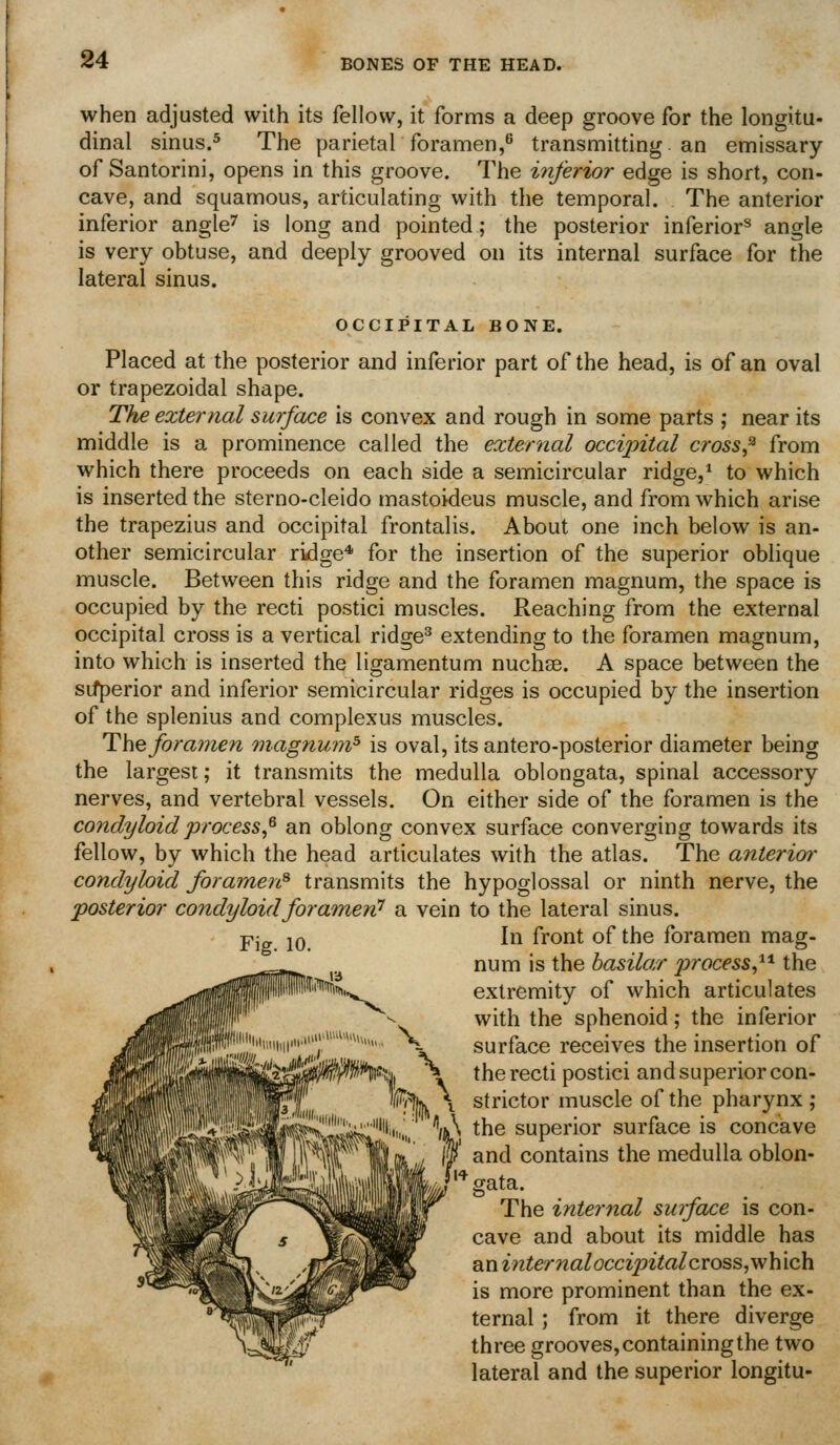 when adjusted with its fellow, it forms a deep groove for the longitu- dinal sinus.^ The parietal foramen,'^ transmitting an emissary of Santorini, opens in this groove. The inferior edge is short, con- cave, and squamous, articulating with the temporal. The anterior inferior angled is long and pointed; the posterior inferior^ angle is very obtuse, and deeply grooved on its internal surface for the lateral sinus. OCCIPITAL BONE. Placed at the posterior and inferior part of the head, is of an oval or trapezoidal shape. The external surface is convex and rough in some parts ; near its middle is a prominence called the external occipital cross,^ from which there proceeds on each side a semicircular ridge,^ to which is inserted the sterno-cleido mastoideus muscle, and from which arise the trapezius and occipital frontalis. About one inch below is an- other semicircular ridge* for the insertion of the superior oblique muscle. Between this ridge and the foramen magnum, the space is occupied by the recti postici muscles. Reaching from the external occipital cross is a vertical ridge^ extending to the foramen magnum, into which is inserted the ligamentum nuchse. A space between the sifperior and inferior semicircular ridges is occupied by the insertion of the splenius and complexus muscles. The fora77ien ?nagnu??i^ is oval, its antero-posterior diameter being the largest; it transmits the medulla oblongata, spinal accessory nerves, and vertebral vessels. On either side of the foramen is the condyloid process,^ an oblong convex surface converging towards its fellow, by which the head articulates with the atlas. The anterio?' condyloid foramen^ transmits the hypoglossal or ninth nerve, the posterior condyloid foramen^ a vein to the lateral sinus. In front of the foramen mag- num is the basilar process,^^ the extremity of which articulates with the sphenoid; the inferior surface receives the insertion of the recti postici and superior con- strictor muscle of the pharynx ; the superior surface is concave and contains the medulla oblon- gata. The internal surface is con- cave and about its middle has dLninternaloccipitalcvoss,wh\ch. is more prominent than the ex- ternal ; from it there diverge three grooves, containing the two lateral and the superior longitu-