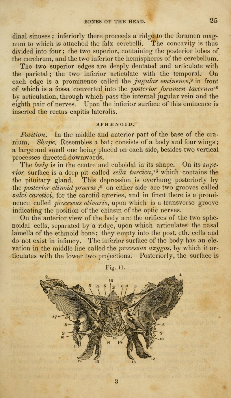 dinal sinuses; inferiorly there proceeds a ridge to the foramen mag- num to which is attached the falx cerebelU. The concavity is thus divided into four; the two superior, containing the posterior lobes of the cerebrum, and the two inferior the hemispheres of the cerebellum. The two superior edges are deeply dentated and articulate with the parietal; the two inferior articulate with the temporal. On each edge is a prominence called the jugular endnence^^ in front of which is a fossa converted into the posterim- foramen lacerum^^ by articulation, through which pass the internal jugular vein and the eighth pair of nerves. Upon the inferior surface of this eminence is inserted the rectus capitis lateralis. SPHENOID. Position, In the middle and anterior part of the base of the cra- nium. Shaj^e. Resembles a bat; consists of a body and four wings ; a large and small one being placed on each side, besides two vertical processes directed downwards. The body is in the centre and cuboidal in its shape. On its supe- rior surface is a deep pit called sella turcica,''^ which contains the the pituitary gland. This depression is overhung posteriorly by the jjosterior clinoid process /^ on either side are two grooves called sulci carotid, for the carotid arteries, and in front there is a promi- nence called processus olivaris, upon which is a transverse groove indicating the position of the chiasm of the optic nerves. On the anterior view of the body are the orifices of the two sphe- noidal cells, separated by a ridge, upon which articulates the nasal lamella of the ethmoid bone; they empty into the post. eth. cells and do not exist in infancy. The inferior surface of the body has an ele- vation in the middle line called the processus azygos, by which it ar- ticulates with the lower two projections. Posteriorly, the surface is Fig. 11.