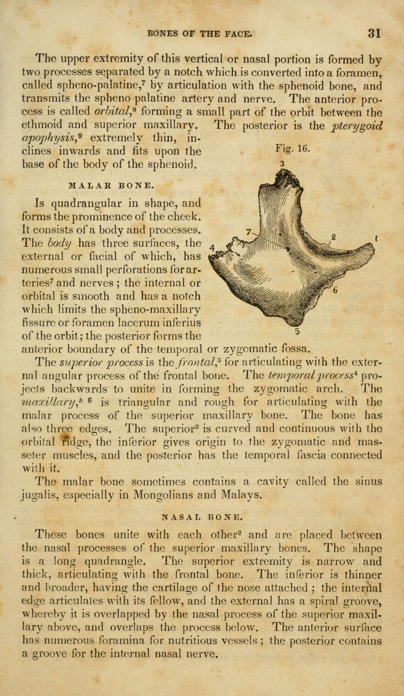 The upper extremity of this vertical or nasal portion is formed by- two processes separated by a notch which is converted into a foramen, called spheno-palatine,'' by articulation with the sphenoid bone, and transmits the sphenopalatine artery and nerve. The anterior pro- cess is called orbital,^ forming a small part of the orbit between the ethmoid and superior miaxillary. The posterior is the pterygoid apoiihysu^^ extremely thin, in- clines inwards and fits upon the ^^S- ^^• base of the body of the sphenoid. 3 MALAR BONE. Is quadrangular in shape, and forms the prominence of the cheek. It consists of a body and processes. The body has three surfaces, the external or facial of which, has numerous small perforations for ar- teries'' and nerves ; the internal or orbital is smooth and has a notch which limits the spheno-maxillary fissure or foramen lacerum inferius of the orbit; the posterior forms the anterior boundary of the temporal or zygomatic fossa. The superior 2^>'ocess is the frontal,^ for articulating with the exter- nal angular process of the frontal bone. The temporal 'process^ pro- jects backwards to unite in forming the Z3^gomatic arch. The VLcixiUary^^ ^ is triangular and rough for articulating with the malar process of the superior maxillary bone. The bone has also three edges. The superior^ is curved and continuous with the orbital ndge, the inferior gives origin to the zygomatic and mas- seter muscles, and the posterior has the temporal fascia connected with it. The malar bone sometimes contains a cavity called the sinus jugalis, especially in Mongolians and Malays. NASAL BONE. These bones unite with each other^ and are placed between the nasal processes of the superior maxillary bones. The shape is a long quadrangle. The superior extremity is narrow and thick, articulating with the frontal bone. The inferior is thinner and broader, having the cartilage of the nose attached ; the interiial edge articulates with its fellow, and the external has a spiral groove, whereby it is overlapped by the nasal process of the superior maxil- lary above, and overlaps the process below. The anterior surface hns numerous foramina for nutritious vessels ; the posterior contains a groove for the internal nasal nerve.