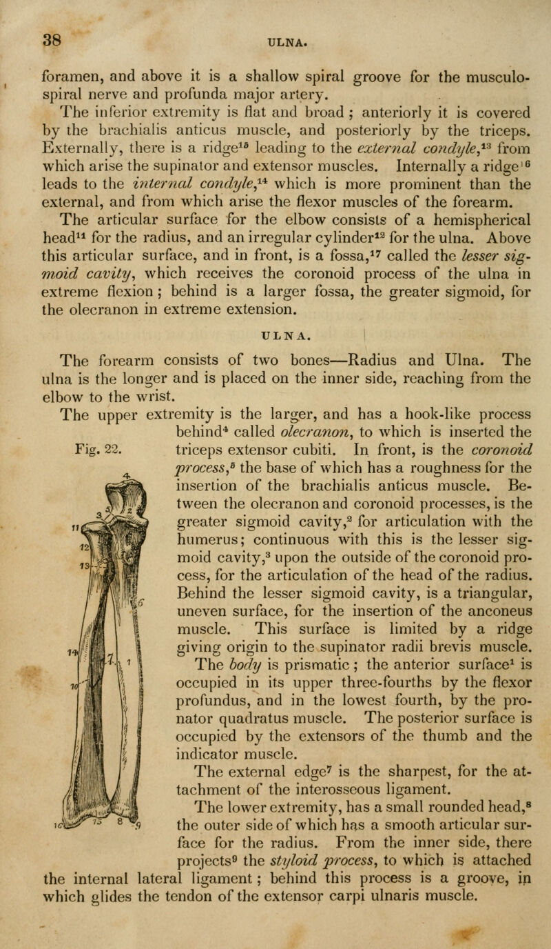 Fig. 22. foramen, and above it is a shallow spiral groove for the musculo- spiral nerve and profunda major artery. The inferior extremity is flat and broad ; anteriorly it is covered by the brachialis anticus muscle, and posteriorly by the triceps. Externally, there is a ridge*^ leading to the external condyle,'^^ from which arise the supinator and extensor muscles. Internally a ridge'^ leads to the iyiternal condyle^'^ which is more prominent than the external, and from which arise the flexor muscles of the forearm. The articular surface for the elbow consists of a hemispherical head for the radius, and an irregular cylinder*^ for the ulna. Above this articular surface, and in front, is a fossa,*'' called the lesser sig- moid cavity, which receives the coronoid process of the ulna in extreme flexion ; behind is a larger fossa, the greater sigmoid, for the olecranon in extreme extension. ULNA. The forearm consists of two bones—Radius and Ulna. The ulna is the longer and is placed on the inner side, reaching from the elbow to the wrist. The upper extremity is the larger, and has a hook-like process behind* called olecra^ion, to which is inserted the triceps extensor cubiti. In front, is the coronoid 'process,^ the base of which has a roughness for the insertion of the brachialis anticus muscle. Be- tween the olecranon and coronoid processes, is the greater sigmoid cavity,^ for articulation with the humerus; continuous with this is the lesser sig- moid cavity,^ upon the outside of the coronoid pro- cess, for the articulation of the head of the radius. Behind the lesser sigmoid cavity, is a triangular, uneven surface, for the insertion of the anconeus muscle. This surface is limited by a ridge giving origin to the supinator radii brevis muscle. The body is prismatic; the anterior surface* is occupied in its upper three-fourths by the flexor profundus, and in the lowest fourth, by the pro- nator quadratus muscle. The posterior surface is occupied by the extensors of the thumb and the indicator muscle. The external edge'' is the sharpest, for the at- tachment of the interosseous ligament. The lower extremity, has a small rounded head,^ the outer side of which has a smooth articular sur- face for the radius. From the inner side, there projects^ the styloid process, to which is attached the internal lateral ligament; behind this process is a groove, in which glides the tendon of the extensor carpi ulnaris muscle.