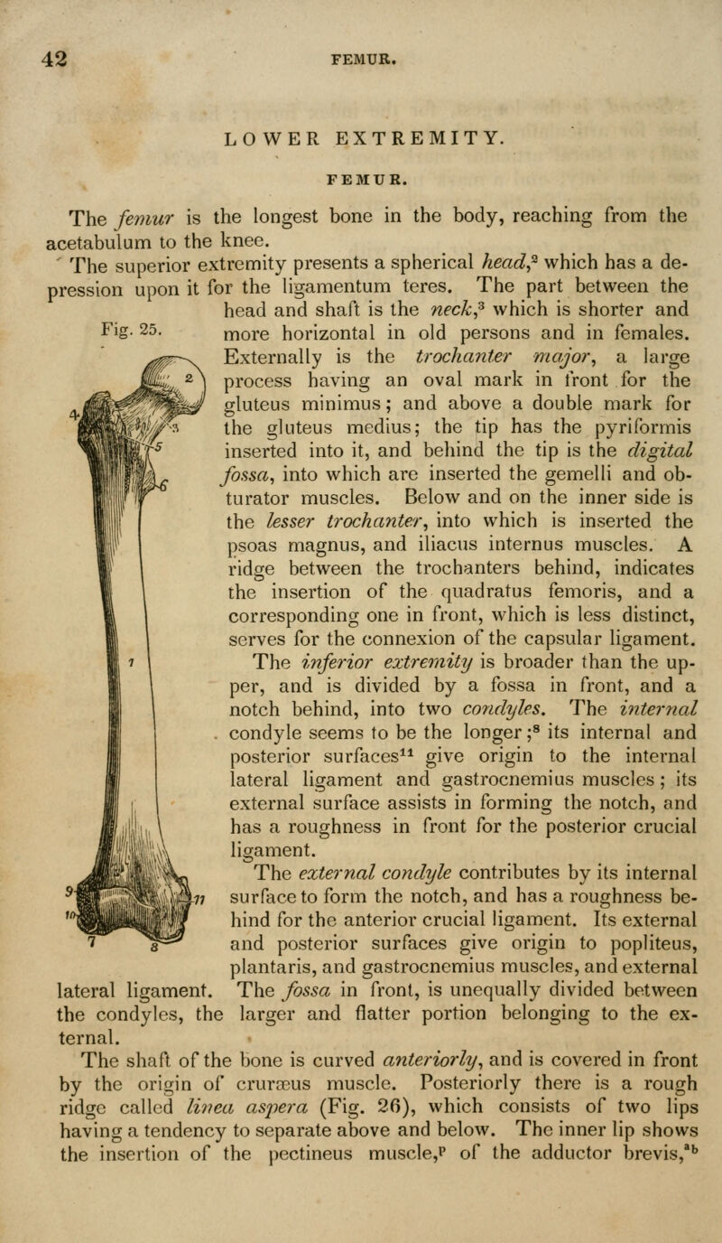 LOWER EXTREMITY. FEMUR. The femur is the longest bone in the body, reaching from the acetabulunn to the knee. ' The superior extremity presents a spherical heady^ which has a de- pression upon it for the ligamentum teres. The part between the head and shaft is the neck^ which is shorter and Fig. 25, more horizontal in old persons and in females. Externally is the trochanter major, a large process having an oval mark in front for the gluteus minimus; and above a double mark for the gluteus medius; the tip has the pyriformis inserted into it, and behind the tip is the digital fossa, into which are inserted the gemelli and ob- turator muscles. Below and on the inner side is the lesser trochanter, into which is inserted the psoas magnus, and iliacus internus muscles. A ridge between the trochanters behind, indicates the insertion of the quadratus femoris, and a corresponding one in front, which is less distinct, serves for the connexion of the capsular ligament. The inferior extremity is broader than the up- per, and is divided by a fossa in front, and a notch behind, into two condyles. The interrial . condyle seems to be the longer f its internal and posterior surfaces^* give origin to the internal lateral ligament and gastrocnemius muscles; its external surface assists in forming the notch, and has a roughness in front for the posterior crucial ligament. The external condyle contributes by its internal surface to form the notch, and has a roughness be- hind for the anterior crucial ligament. Its external and posterior surfaces give origin to popliteus, plantaris, and gastrocnemius muscles, and external lateral ligament. The fossa in front, is unequally divided between the condyles, the larger and flatter portion belonging to the ex- ternal. The shaft of the bone is curved anteriorly, and is covered in front by the origin of cruroDus muscle. Posteriorly there is a rough ridge called linea aspera (Fig. 26), which consists of two lips having a tendency to separate above and below. The inner lip shows the insertion of the pectineus muscle,? of the adductor brevis,*''