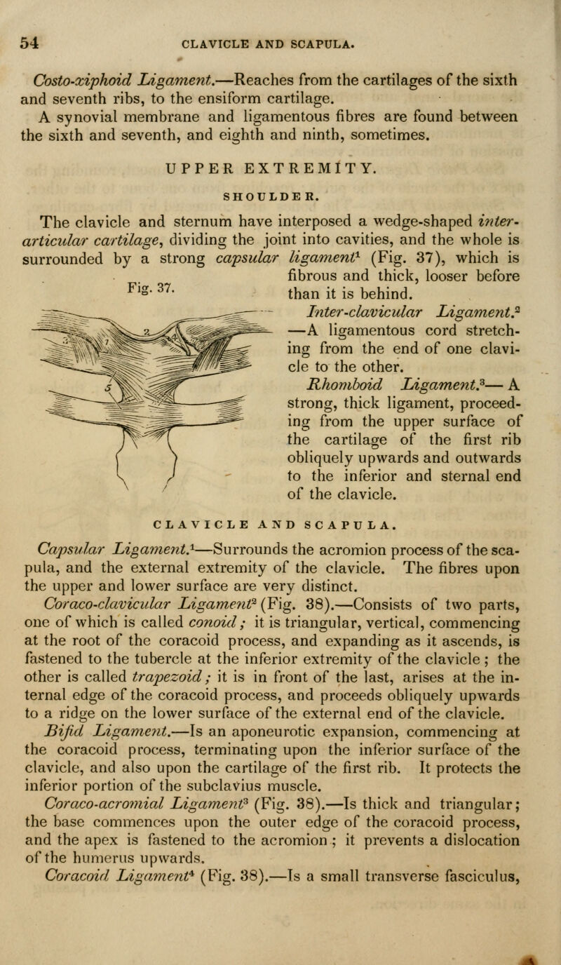 Costo-xiphoid Ligament.—Reaches from the cartilages of the sixth and seventh ribs, to the ensiform cartilage. A synovial membrane and ligamentous fibres are found between the sixth and seventh, and eighth and ninth, sometimes. UPPER EXTREMITY. SHOULDER. The clavicle and sternum have interposed a v^^edge-shaped inter- articular cartilage, dividing the joint into cavities, and the whole is surrounded by a strong capsular ligament^ (Fig- 37), which is fibrous and thick, looser before than it is behind. Inter-clajvicular Ligament? —A ligamentous cord stretch- ing from the end of one clavi- cle to the other. Rhomboid Ligament?— A strong, thick ligament, proceed- ing from the upper surface of the cartilage of the first rib obliquely upwards and outwards to the inferior and sternal end of the clavicle. Fig. 37. CLAVICLE AND SCAPULA. Capsular Ligament?—Surrounds the acromion process of the sca- pula, and the external extremity of the clavicle. The fibres upon the upper and lower surface are very distinct. Coraco-clavicular Ligament^ (Fig* 38).—Consists of two parts, one of which is called conoid; it is triangular, vertical, commencing at the root of the coracoid process, and expanding as it ascends, is fastened to the tubercle at the inferior extremity of the clavicle; the other is called trapezoid; it is in front of the last, arises at the in- ternal edge of the coracoid process, and proceeds obliquely upwards to a ridge on the lower surface of the external end of the clavicle. Bifid Ligament,—Is an aponeurotic expansion, commencing at the coracoid process, terminating upon the inferior surface of the clavicle, and also upon the cartilage of the first rib. It protects the inferior portion of the subclavius muscle. Coraco-acromial Ligament^ (Fig. 38).—Is thick and triangular; the base commences upon the outer edge of the coracoid process, and the apex is fastened to the acromion ; it prevents a dislocation of the humerus upwards. Coracoid Ligament* (Fig. 38).—Is a small transverse fasciculus,