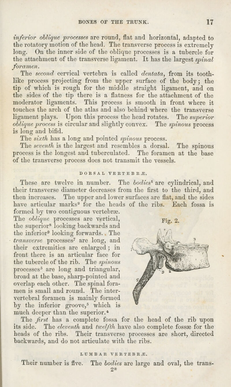 inferior oblique processes are round, flat and horizontal, adapted to the rotatory motion of the head. The transverse process is extremely long. On the inner side of the oblique processes is a tubercle for the attachment of the transverse ligament. It has the largest spinal foramen. The second cervical vertebra is called dentata, from its tooth- like process projecting from the upper surface of the body; the tip of which is rough for the middle straight ligament, and on the sides of the tip there is a flatness for the attachment of the moderator ligaments. This process is smooth in front where it touches the arch of the atlas and also behind where the transverse ligament plays. Upon this process the head rotates. The superior oblique process is circular and slightly convex. The spinous process is long and bifid. The sixth has a long and pointed spinous process. The seventh is the largest and resembles a dorsal. The spinous process is the longest and tuberculated. The foramen at the base of the transverse process does not transmit the vessels. DORSAL VERTEBRJE. These are twelve in number. The bodies* are cylindrical, and their transverse diameter decreases from the first to the third, and then increases. The upper and lower surfaces are flat, and the sides have articular marks3 for the heads of the ribs. Each fossa is formed by two contiguous vertebrae. The oblique processes are vertical, pj„ 2. the superior3 looking backwards and the inferior9 looking forwards.. The transverse processes7 are long, and their extremities are enlarged j in front there is an articular face for the tubercle of the rib. The spinous processes5 are long and triangular, broad at the base, sharp-pointed and overlap each other. The spinal fora- men is small and round. The inter- vertebral foramen is mainly formed by the inferior groove,5 which is much deeper than the superior.4 The first has a complete fossa for the head of the rib upon its side. The eleventh and twelfth have also complete fossae for the heads of the ribs. Their transverse processes are short, directed backwards, and do not articulate with the ribs. LUMBAR VERTEBRAE. Their number is five. The bodies are large and oval, the trans- 2*