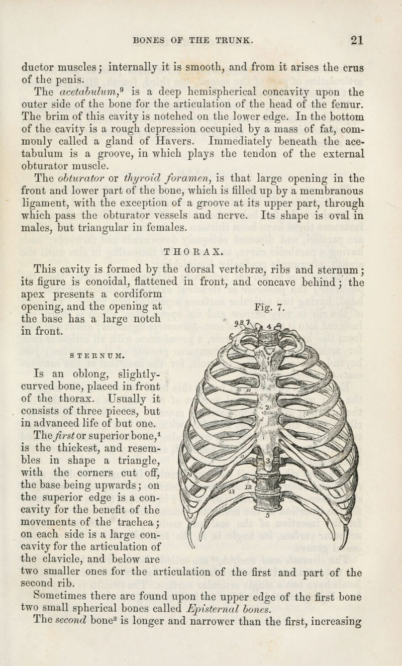 ductor muscles; internally it is smooth, and from it arises the eras of the penis. The acetabulum,9 is a deep hemispherical concavity upon the outer side of the bone for the articulation of the head of the femur. The brim of this cavity is notched on the lower edge. In the bottom of the cavity is a rough depression occupied by a mass of fat, com- monly called a gland of Havers. Immediately beneath the ace- tabulum is a groove, in which plays the tendon of the external obturator muscle. The obturator or thyroid foramen, is that large opening in the front and lower part of the bone, which is filled up by a membranous ligament, with the exception of a groove at its upper part, through which pass the obturator vessels and nerve. Its shape is oval in males, but triangular in females. THORAX. This cavity is formed by the dorsal vertebrae, ribs and sternum; its figure is conoidal, flattened in front, and concave behind; the apex presents a cordiform opening, and the opening at Fig. 7. the base has a large notch ^-k in front. STERNUM. Is an oblong, slightly- curved bone, placed in front of the thorax. Usually it consists of three pieces, but in advanced life of but one. The first or superior bone,1 is the thickest, and resem- bles in shape a triangle, with the corners cut off, the base being upwards; on the superior edge is a con- cavity for the benefit of the movements of the trachea; on each side is a large con- cavity for the articulation of the clavicle, and below are two smaller ones for the articulation of the first and part of the second rib. Sometimes there are found upon the upper edge of the first bone two small spherical bones called Episternal bones. The second bone2 is longer and narrower than the first, increasing