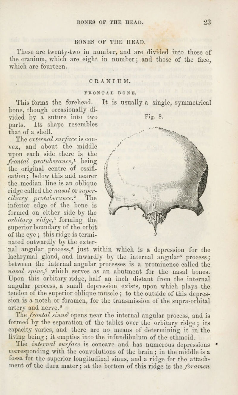 BONES OF THE HEAD. These are twenty-two in number, and are divided into those of the cranium, which are eight in number; and those of the face, which are fourteen. CRANIUM. FRONTAL B 0 R E. It is usually a single, symmetrical Fig. 8. This forms the forehead, bone, though occasionally di- vided by a suture into two parts. Its shape resembles that of a shell. The external surface is con- vex, and about the middle upon each side there is the frontal protuberance,1 being the original centre of ossifi- cation; below this and nearer the median line is an oblique ridge called the nasal or super- ciliary protuberance.* The inferior ed»;e of the bone is formed on either side by the orbitary ridge,3 forming the superior boundary of the orbit of the eye; this ridge is termi- nated outwardly by the exter- nal angular process,4 just within which is a depression for the lachrymal gland, and inwardly by the internal angular5 process; between the internal angular processes is a prominence called the nasal spine,9 which serves as an abutment for the nasal bones. Upon this orbitary ridge, half an inch distant from the internal angular process, a small depression exists, upon which plays the tendon of the superior oblique muscle; to the outside of this depres- sion is a notch or foramen, for the transmission of the supra-orbital artery and nerve.6 The frontal sinus7 opens near the internal angular process, and is formed by the separation of the tables over the orbitary ridge; its capacity varies, and there are no means of determining it in the living being ; it empties into the infundibulum of the ethmoid. The internal surface is concave and has numerous depressions corresponding with the convolutions of the brain; in the middle is a fossa for the superior longitudinal sinus, and a ridge for the attach- ment of the dura mater; at the bottom of this ridge is the foramen