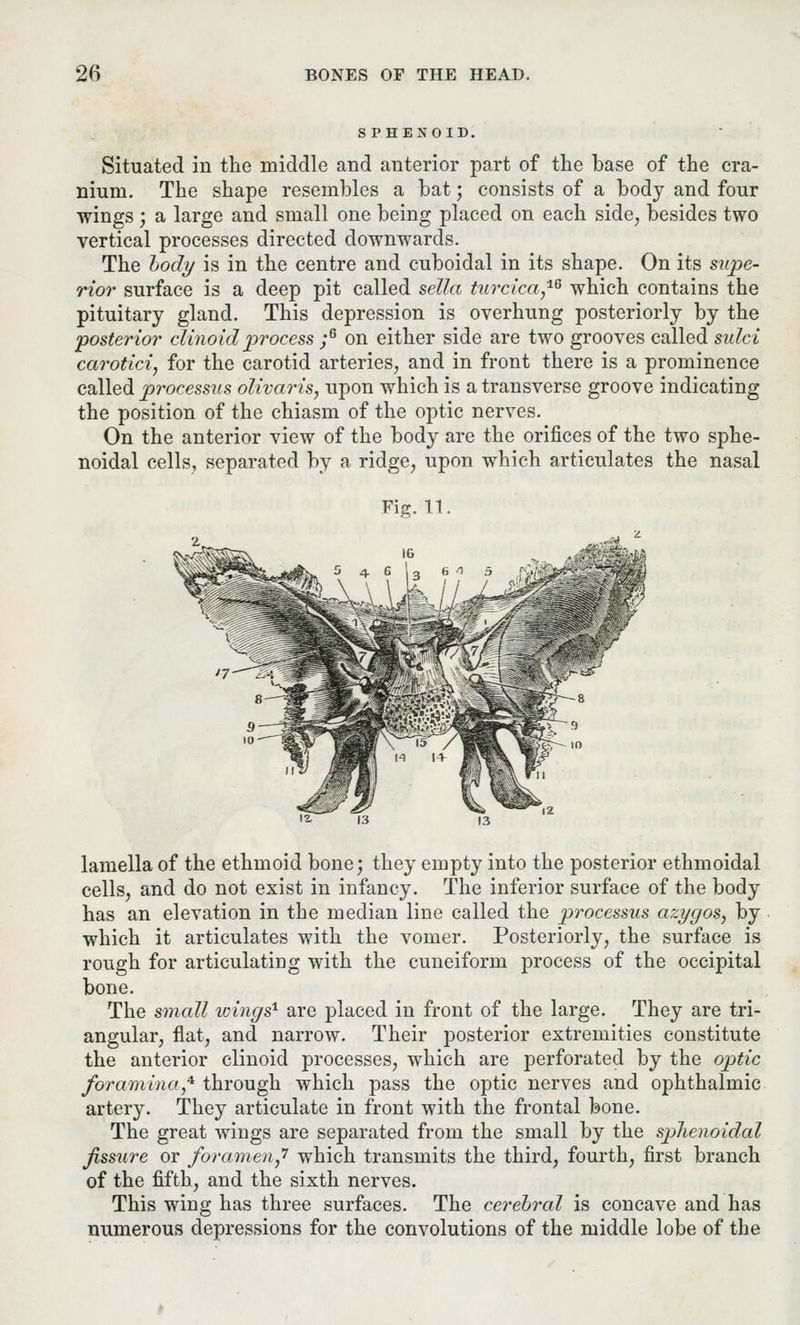 SPHENOID. Situated in the middle and anterior part of the base of the cra- nium. The shape resembles a bat; consists of a body and four wings; a large and small one being placed on each side, besides two vertical processes directed downwards. The body is in the centre and cuboidal in its shape. On its supe- rior surface is a deep pit called sella turcica,'16 which contains the pituitary gland. This depression is overhung posteriorly by the posterior clinoid process ;6 on either side are two grooves called sidci carotid, for the carotid arteries, and in front there is a prominence called processus olivaris, upon which is a transverse groove indicating the position of the chiasm of the optic nerves. On the anterior view of the body are the orifices of the two sphe- noidal cells, separated by a ridge, upon which articulates the nasal Fig. 11. lamella of the ethmoid bone; they empty into the posterior ethmoidal cells, and do not exist in infancy. The inferior surface of the body has an elevation in the median line called the processus azygos, by which it articulates with the vomer. Posteriorly, the surface is rough for articulating with the cuneiform process of the occipital bone. The small icings1 are placed in front of the large. They are tri- angular, flat, and narrow. Their posterior extremities constitute the anterior clinoid processes, which are perforated by the optic foramina* through which pass the optic nerves and ophthalmic artery. They articulate in front with the frontal bone. The great wings are separated from the small by the sphenoidal fissure or foramen,'1 which transmits the third, fourth, first branch of the fifth, and the sixth nerves. This wing has three surfaces. The cerebral is concave and has numerous depressions for the convolutions of the middle lobe of the