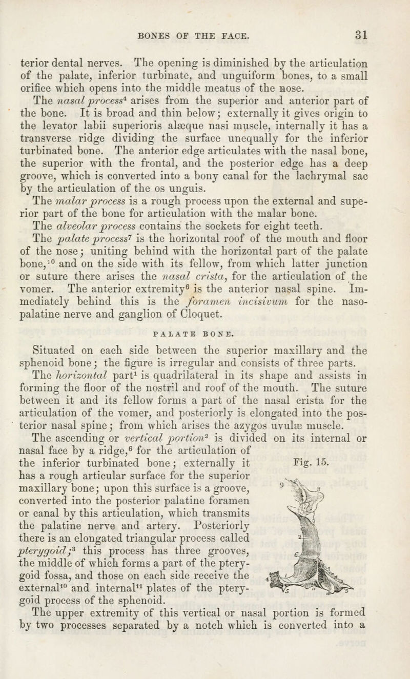 terior dental nerves. The opening is diminished by the articulation of the palate, inferior turbinate, and unguiform bones, to a small orifice which opens into the middle meatus of the nose. The nasal process41 arises from the superior and anterior part of the bone. It is broad and thin below; externally it gives origin to the levator labii superioris alaeque nasi muscle, internally it has a transverse ridge dividing the surface unequally for the inferior turbinated bone. The anterior edge articulates with the nasal bone, the superior with the frontal, and the posterior edge has a deep groove, which is converted into a bony canal for the lachrymal sac by the articulation of the os unguis. The malar process is a rough process upon the external and supe- rior part of the bone for articulation with the malar bone. The alveolar process contains the sockets for eight teeth. The palate process7 is the horizontal roof of the mouth and floor of the nose; uniting behind with the horizontal part of the palate bone/j0 and on the side with its fellow, from which latter junction or suture there arises the nasal crista, for the articulation of the vomer. The anterior extremity6 is the anterior nasal spine. Im- mediately behind this is the foramen incisivum for the naso- palatine nerve and ganglion of Cloquet. PALATE BOXE. Situated on each side between the superior maxillary and the sphenoid bone; the figure is irregular and consists of three parts. The horizontal part1 is quadrilateral in its shape and assists in forming the floor of the nostril and roof of the mouth. The suture between it and its fellow forms a part of the nasal crista for the articulation of the vomer, and posteriorly is elongated into the pos- terior nasal spine; from which arises the azygos uvuIee muscle. The ascending or vertical portion3 is divided on its internal or nasal face by a ridge,6 for the articulation of the inferior turbinated bone ; externally it Fig. 15. has a rough articular surface for the superior maxillary bone; upon this surface is a groove, converted into the posterior palatine foramen or canal by this articulation, which transmits the palatine nerve and artery. Posteriorly there is an elongated triangular process called pterygoid;3 this process has three grooves, the middle of which forms a part of the ptery- goid fossa, and those on each side receive the external10 and internal11 plates of the ptery- goid process of the sphenoid. The upper extremity of this vertical or nasal portion is formed by two processes separated by a notch which is converted into a