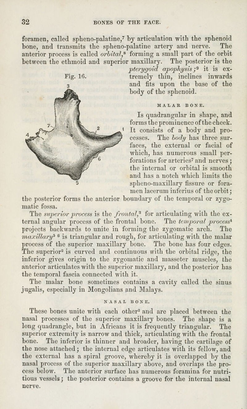 foramen, called spheno-palatine,7 by articulation with the sphenoid bone, and transmits the spheno-palatine artery and nerve. The anterior process is called orbital* forming a small part of the orbit between the ethmoid and superior maxillary. The posterior is the pterygoid apophysis;® it is ex- Fig. 16. tremely thin, inclines inwards and fits upon the base of the body of the sphenoid. MALAR BONE. Is quadrangular in shape, and forms the prominence of the cheek. It consists of a body and pro- cesses. The body has three sur- faces, the external or facial of which, has numerous small per- forations for arteries7 and nerves; the internal or orbital is smooth and has a notch which limits the spheno-maxillary fissure or fora- men lacerum inferius of the orbit; the posterior forms the anterior boundary of the temporal or zygo- matic fossa. The superior process is the frontal? for articulating with the ex- ternal angular process of the frontal bone. The temporal process* projects backwards to unite in forming the zygomatic arch. The maxillary* 6 is triangular and rough, for articulating with the malar process of the superior maxillary bone. The bone has four edges. The superior3 is curved and continuous with the orbital ridge, the inferior gives origin to the zygomatic and masseter muscles, the anterior articulates with the superior maxillary, and the posterior has the temporal fascia connected with it. The malar bone sometimes contains a cavity called the sinus jugalis, especially in Mongolians and Malays. NASAL BONE. These bones unite with each other3 and are placed between the nasal processes of the superior maxillary bones. The shape is a long quadrangle, but in Africans it is frequently triangular. The superior extremity is narrow and thick, articulating with the frontal bone. The inferior is thinner and broader, having the cartilage of the nose attached; the internal edge articulates with its fellow, and the external has a spiral groove, whereby it is overlapped by the nasal process of the superior maxillary above, and overlaps the pro- cess below. The anterior surface has numerous foramina for nutri- tious vessels; the posterior contains a groove for the internal nasal nerve.