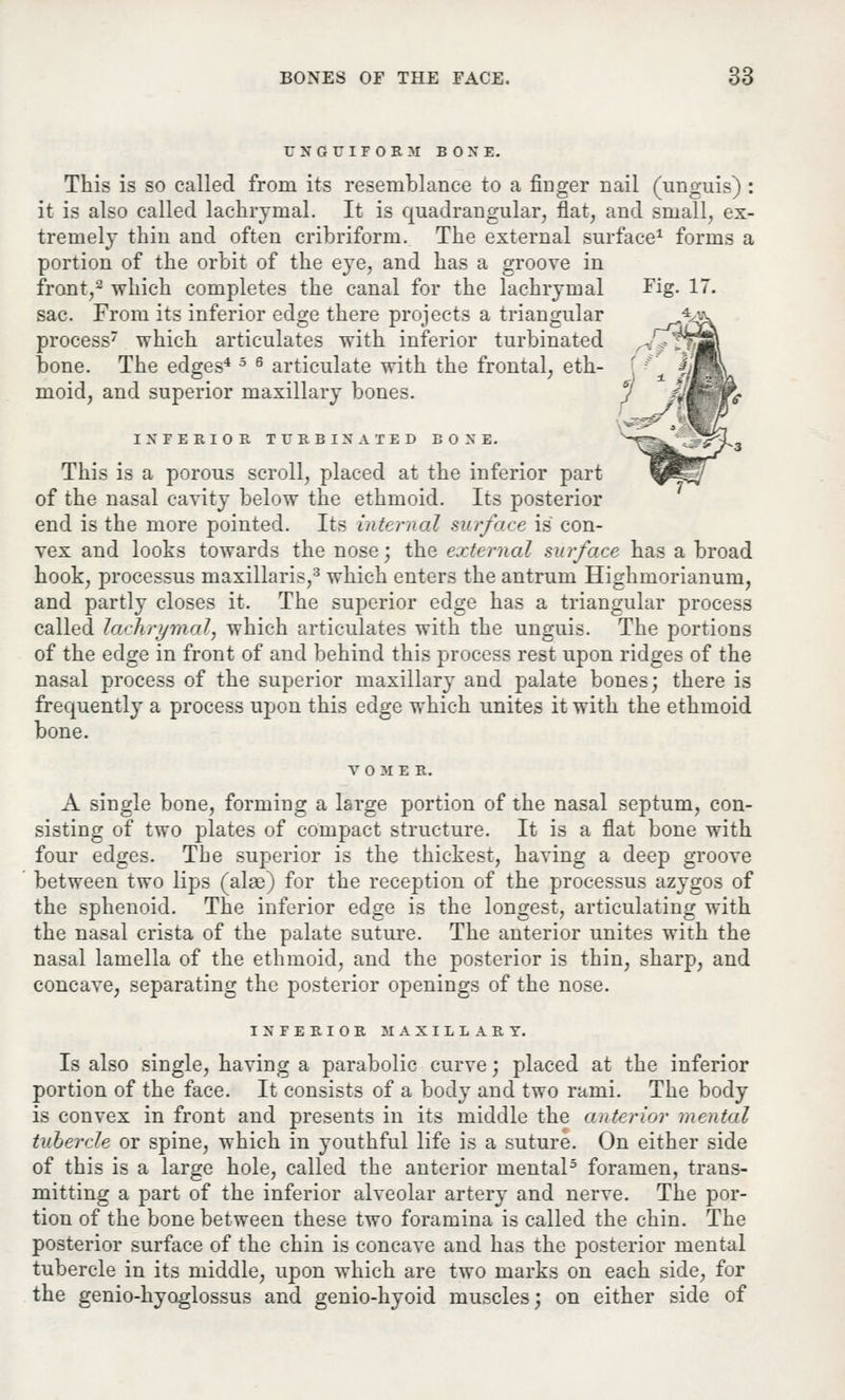 U.N'GUIFOEM BONE. This is so called from its resemblance to a finger nail (unguis) : it is also called lachrymal. It is quadrangular, flat, and small, ex- tremely thin and often cribriform. The external surface1 forms a portion of the orbit of the eye, and has a groove in front,2 which completes the canal for the lachrymal Fig- 17. sac. From its inferior edge there projects a triangular process which articulates with inferior turbinated bone. The edges4 5 6 articulate with the frontal, eth- moid, and superior maxillary bones. INFERIOR TURBINATED BONE. This is a porous scroll, placed at the inferior part of the nasal cavity below the ethmoid. Its posterior end is the more pointed. Its internal surface is con- vex and looks towards the nose; the external surface has a broad hook, processus maxillaris,3 which enters the antrum Highmorianum, and partly closes it. The superior edge has a triangular process called lachrymal, which articulates with the unguis. The portions of the edge in front of and behind this process rest upon ridges of the nasal process of the superior maxillary and palate bones; there is frequently a process upon this edge which unites it with the ethmoid bone. V O M E R. A single bone, forming a large portion of the nasal septum, con- sisting of two plates of compact structure. It is a flat bone with four edges. The superior is the thickest, having a deep groove between two lips (alae) for the reception of the processus azygos of the sphenoid. The inferior edge is the longest, articulating with the nasal crista of the palate suture. The anterior unites with the nasal lamella of the ethmoid, and the posterior is thin, sharp, and concave, separating the posterior openings of the nose. INFERIOR MAXILLARY. Is also single, having a parabolic curve; placed at the inferior portion of the face. It consists of a body and two rami. The body is convex in front and presents in its middle the anterior mental tubercle or spine, which in youthful life is a suture. On either side of this is a large hole, called the anterior mental5 foramen, trans- mitting a part of the inferior alveolar artery and nerve. The por- tion of the bone between these two foramina is called the chin. The posterior surface of the chin is concave and has the posterior mental tubercle in its middle, upon which are two marks on each side, for the genio-hyoglossus and genio-hyoid muscles; on either side of