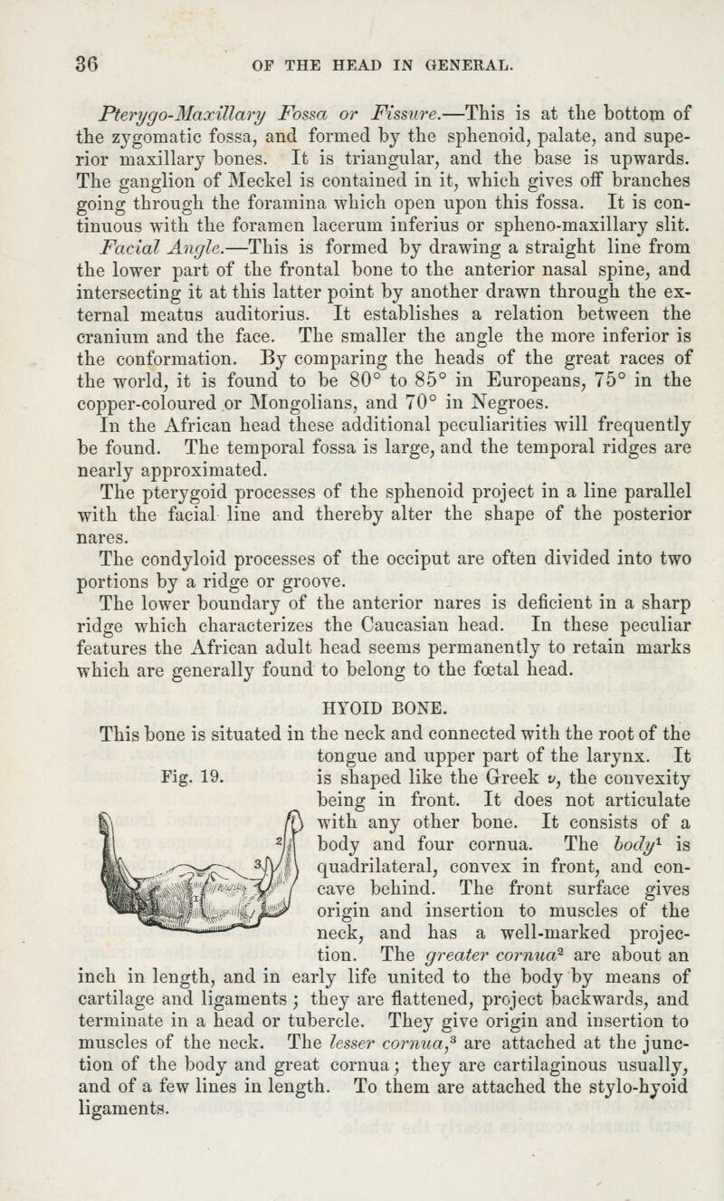 Pterygo-Maxillary Fossa or Fissure.—This is at the bottom of the zygomatic fossa, and formed by the sphenoid, palate, and supe- rior maxillary bones. It is triangular, and the base is upwards. The ganglion of Meckel is contained in it, -which gives off branches going through the foramina which open upon this fossa. It is con- tinuous with the foramen lacerum inferius or spheno-maxillary slit. Facial Angle.—This is formed by drawing a straight line from the lower part of the frontal bone to the anterior nasal spine, and intersecting it at this latter point by another drawn through the ex- ternal meatus auditorius. It establishes a relation between the cranium and the face. The smaller the angle the more inferior is the conformation. By comparing the heads of the great races of the world, it is found to be 80° to 85° in Europeans, 75° in the copper-coloured or Mongolians, and 70° in Negroes. In the African head these additional peculiarities will frequently be found. The temporal fossa is large, and the temporal ridges are nearly approximated. The pterygoid processes of the sphenoid project in a line parallel with the facial line and thereby alter the shape of the posterior nares. The condyloid processes of the occiput are often divided into two portions by a ridge or groove. The lower boundary of the anterior nares is deficient in a sharp ridge which characterizes the Caucasian head. In these peculiar features the African adult head seems permanently to retain marks which are generally found to belong to the foetal head. HYOID BONE. This bone is situated in the neck and connected with the root of the tongue and upper part of the larynx. It Fig. 19. is shaped like the Greek v, the convexity being in front. It does not articulate with any other bone. It consists of a body and four cornua. The body1 is quadrilateral, convex in front, and con- cave behind. The front surface gives origin and insertion to muscles of the neck, and has a well-marked projec- tion. The greater cornua2 are about an inch in length, and in early life united to the body by means of cartilage and ligaments ; they are flattened, project backwards, and terminate in a head or tubercle. They give origin and insertion to muscles of the neck. The lesser cornua,3 are attached at the junc- tion of the body and great cornua; they are cartilaginous usually, and of a few lines in length. To them are attached the stylo-hyoid ligaments.