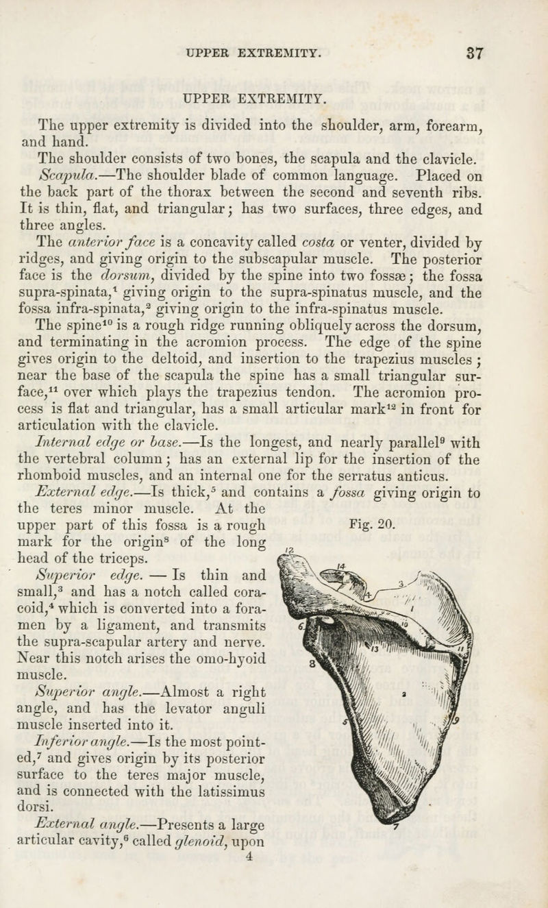 UPPER EXTREMITY. The upper extremity is divided into the shoulder, arm, forearm, and hand. The shoulder consists of two bones, the scapula and the clavicle. Scapula.—The shoulder blade of common language. Placed on the back part of the thorax between the second and seventh ribs. It is thin, flat, and triangular; has two surfaces, three edges, and three angles. The anterior face is a concavity called casta or venter, divided by ridges, and giving origin to the subscapular muscle. The posterior face is the dorsum, divided by the spine into two fossae; the fossa supra-spinata,1 giving origin to the supra-spinatus muscle, and the fossa infra-spinata,2 giving origin to the infra-spinatus muscle. The spine10 is a rough ridge running obliquely across the dorsum, and terminating in the acromion process. The edge of the spine gives origin to the deltoid, and insertion to the trapezius muscles ; near the base of the scapula the spine has a small triangular sur- face,11 over which plays the trapezius tendon. The acromion pro- cess is flat and triangular, has a small articular mark12 in front for articulation with the clavicle. Internal edge or base.—Is the longest, and nearly parallel9 with the vertebral column; has an external lip for the insertion of the rhomboid muscles, and an internal one for the serratus anticus. External edge.—Is thick,5 and contains a fossa giving origin to the teres minor muscle. At the upper part of this fossa is a rough Fig. 20. mark for the origin8 of the long head of the triceps. Superior edge. — Is thin and small,3 and has a notch called cora- coid,4 which is converted into a fora- men by a ligament, and transmits the supra-scapular artery and nerve. Near this notch arises the omo-hyoid muscle. Superior angle.—Almost a right angle, and has the levator anguli muscle inserted into it. Inferior angle.—Is the most point- ed,7 and gives origin by its posterior surface to the teres major muscle, and is connected with the latissimus dorsi. External angle.—Presents a large articular cavity,6 called glenoid, upon 4