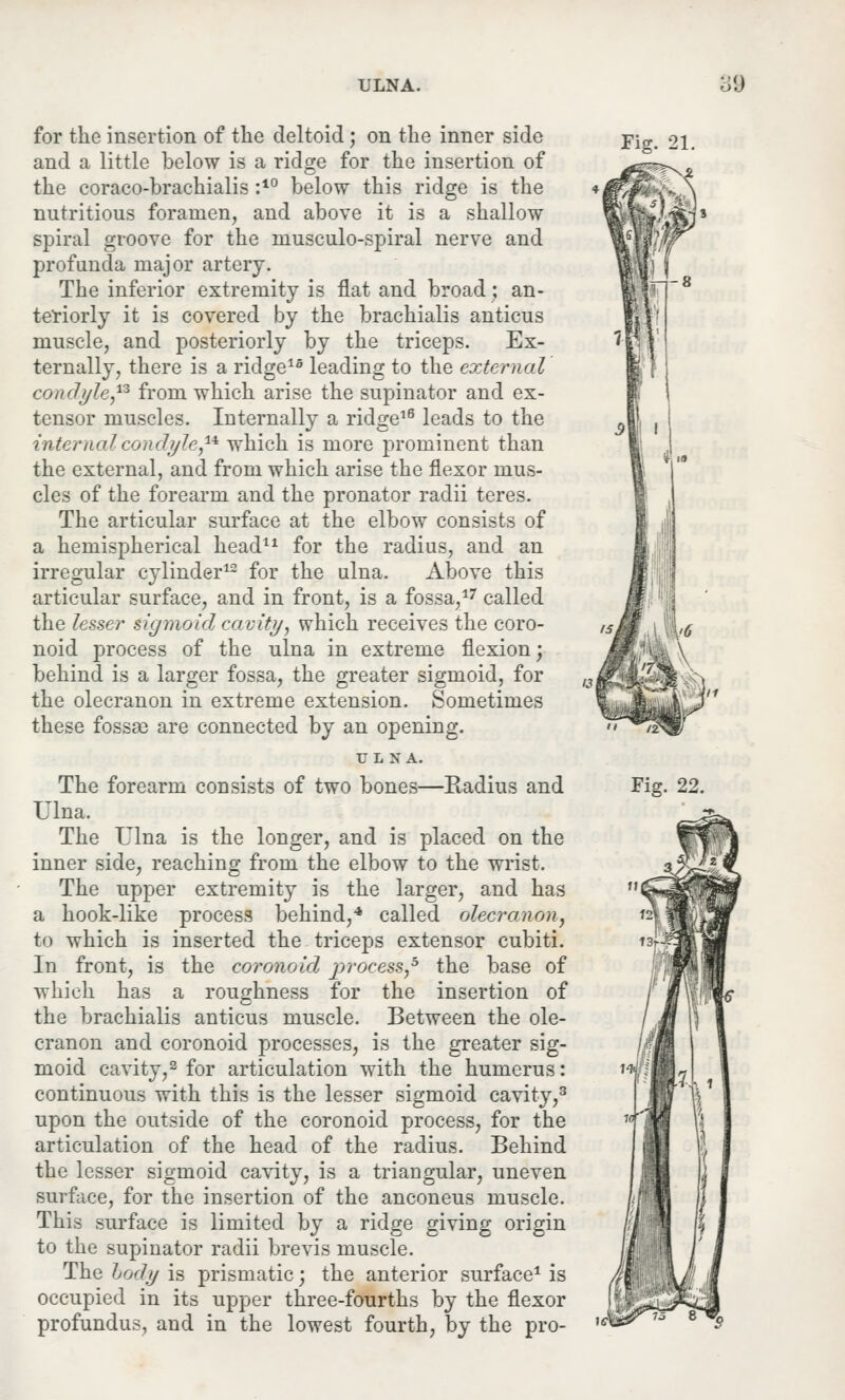 ULNA. for the insertion of the deltoid; on the inner side and a little below is a ridge for the insertion of the coraco-brachialis :10 below this ridge is the nutritious foramen, and above it is a shallow spiral groove for the musculo-spiral nerve and profunda major artery. The inferior extremity is flat and broad; an- teriorly it is covered by the brachialis anticus muscle, and posteriorly by the triceps. Ex- ternally, there is a ridge15 leading to the external condyle,™ from which arise the supinator and ex- tensor muscles. Internally a ridge16 leads to the internal condyle,14 which is more prominent than the external, and from which arise the flexor mus- cles of the forearm and the pronator radii teres. The articular surface at the elbow consists of a hemispherical head11 for the radius, and an irregular cylinder12 for the ulna. Above this articular surface, and in front, is a fossa,17 called the lesser sigmoid cavity, which receives the coro- noid process of the ulna in extreme flexion; behind is a larger fossa, the greater sigmoid, for the olecranon in extreme extension. Sometimes these fossae are connected by an opening. Fig. 21. ULNA. Ulna. The Ulna is the longer, and is placed on the inner side, reaching from the elbow to the wrist. The upper extremity is the larger, and has a hook-like process behind,4 called olecranon, to which is inserted the triceps extensor cubiti. In front, is the coronoid process,5 the base of which has a roughness for the insertion of the brachialis anticus muscle. Between the ole- cranon and coronoid processes, is the greater sig- moid cavity,2 for articulation with the humerus: continuous with this is the lesser sigmoid cavity,3 upon the outside of the coronoid process, for the articulation of the head of the radius. Behind the lesser sigmoid cavity, is a triangular, uneven surface, for the insertion of the anconeus muscle. This surface is limited by a ridge giving origin to the supinator radii brevis muscle. The lody is prismatic; the anterior surface1 is occupied in its upper three-fourths by the flexor profundus, and in the lowest fourth, by the pro- -8