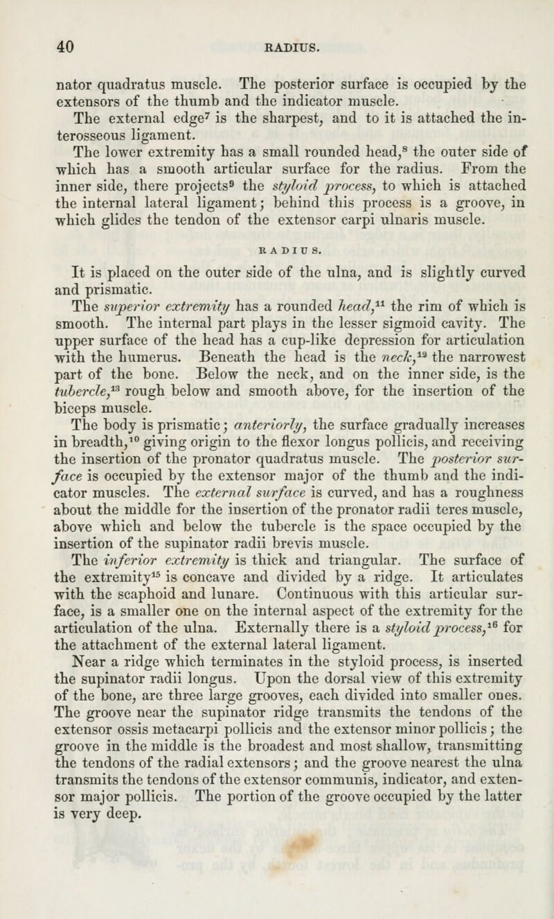 nator quadratus muscle. The posterior surface is occupied by the extensors of the thumb and the indicator muscle. The external edge7 is the sharpest, and to it is attached the in- terosseous ligament. The lower extremity has a small rounded head,8 the outer side of which has a smooth articular surface for the radius. From the inner side, there projects9 the styloid process, to which is attached the internal lateral ligament; behind this process is a groove, in which glides the tendon of the extensor carpi ulnaris muscle. RADIUS. It is placed on the outer side of the ulna, and is slightly curved and prismatic. The superior extremity has a rounded head,*1 the rim of which is smooth. The internal part plays in the lesser sigmoid cavity. The upper surface of the head has a cup-like depression for articulation with the humerus. Beneath the head is the neck,*2 the narrowest part of the bone. Below the neck, and on the inner side, is the tubercle,13 rough below and smooth above, for the insertion of the biceps muscle. The body is prismatic; anteriorly, the surface gradually increases in breadth,10 giving origin to the flexor longus pollicis, and receiving the insertion of the pronator quadratus muscle. The posterior sur- face is occupied by the extensor major of the thumb and the indi- cator muscles. The external surface is curved, and has a roughness about the middle for the insertion of the pronator radii teres muscle, above which and below the tubercle is the space occupied by the insertion of the supinator radii brevis muscle. The inferior extremity is thick and triangular. The surface of the extremity15 is concave and divided by a ridge. It articulates with the scaphoid and lunare. Continuous with this articular sur- face, is a smaller one on the internal aspect of the extremity for the articulation of the ulna. Externally there is a styloid process,16 for the attachment of the external lateral ligament. Near a ridge which terminates in the styloid process, is inserted the supinator radii longus. Upon the dorsal view of this extremity of the bone, are three large grooves, each divided into smaller ones. The groove near the supinator ridge transmits the tendons of the extensor ossis metacarpi pollicis and the extensor minor pollicis; the groove in the middle is the broadest and most shallow, transmitting the tendons of the radial extensors; and the groove nearest the ulna transmits the tendons of the extensor communis, indicator, and exten- sor major pollicis. The portion of the groove occupied by the latter is very deep.
