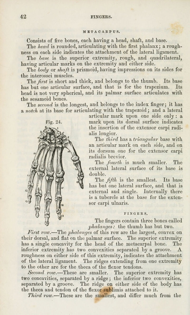 METACARPUS. Consists of five bones, each having a head, shaft, and base. The head is rounded, articulating with the first phalanx; a rough- ness on each side indicates the attachment of the lateral ligament. The base is the superior extremity, rough, and quadrilateral, having articular marks on the extremity and either side. The body or shaft is prismoid, having impressions on its sides for the interossei muscles. The first is short and thick, and belongs to the thumb. Its base has but one articular surface, and that is for the trapezium. Its head is not very spherical, and its palmar surface articulates with the sesamoid bones. The second is the longest, and belongs to the index finger; it has a notch at its base for articulating with the trapezoid; and a lateral articular mark upon one side only : a mark upon its dorsal surface indicates the insertion of the extensor carpi radi- alis longior. The third has a triangular base with an articular mark on each side, and on its dorsum one for the extensor carpi radialis brevior. The fourth is much smaller. The external lateral surface of its base is double. The fifth is the smallest. Its base has but one lateral surface, and that is external and single. Internally there is a tubercle at the base for the exten- sor carpi ulnaris. Fig. 24. FINGERS. The fingers contain three bones called phalanges: the thumb has but two. First row.—The phalanges of this row are the largest, convex on their dorsal, and flat on the palmar surface. The superior extremity has a single concavity for the head of the metacarpal bone. The inferior extremity has two convexities separated by a groove. A roughness on either side of this extremity, indicates the attachment of the lateral ligament. The ridges extending from one extremity to the other are for the theca of the flexor tendons. Second row.—These are smaller. The superior extremity has two concavities, separated by a ridge; the inferior two convexities, separated by a groove. The ridge on either side of the body has the theca and tendon of the flexor sublimis attached to it. Third row.—These are the smallest, and differ much from the