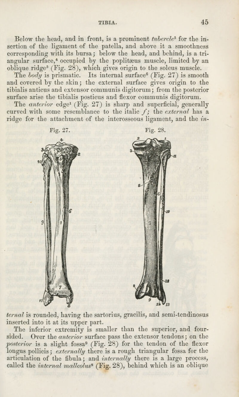 Below the head, and in front, is a prominent tubercle5 for the in- sertion of the ligament of the patella, and above it a smoothness corresponding with its bursa; below the head, and behind, is a tri- angular surface,4 occupied by the poplitaeus muscle, limited by an oblique ridge5 (Fig. 28), which gives origin to the soleus muscle. The body is prismatic. Its internal surface6 (Fig. 27) is smooth and covered by the skin; the external surface gives origin to the tibialis anticus and extensor communis digitoruni; from the posterior surface arise the tibialis posticus and flexor communis digitorum. The anterior edge1 (Fig. 27) is sharp and superficial, generally curved with some resemblance to the italic f; the external has a ridge for the attachment of the interosseous ligament, and the in- ternal is rounded, having the sartorius, gracilis, and semi-tendinosus inserted into it at its upper part. The inferior extremity is smaller than the superior, and four- sided. Over the anterior surface pass the extensor tendons; on the posterior is a slight fossa9 (Fig. 28) for the tendon of the flexor longus pollicis; externally there is a rough triangular fossa for the articulation of the fibula; and internally there is a large process, called the internal malleolus* (Fig. 28), behind which is an oblique