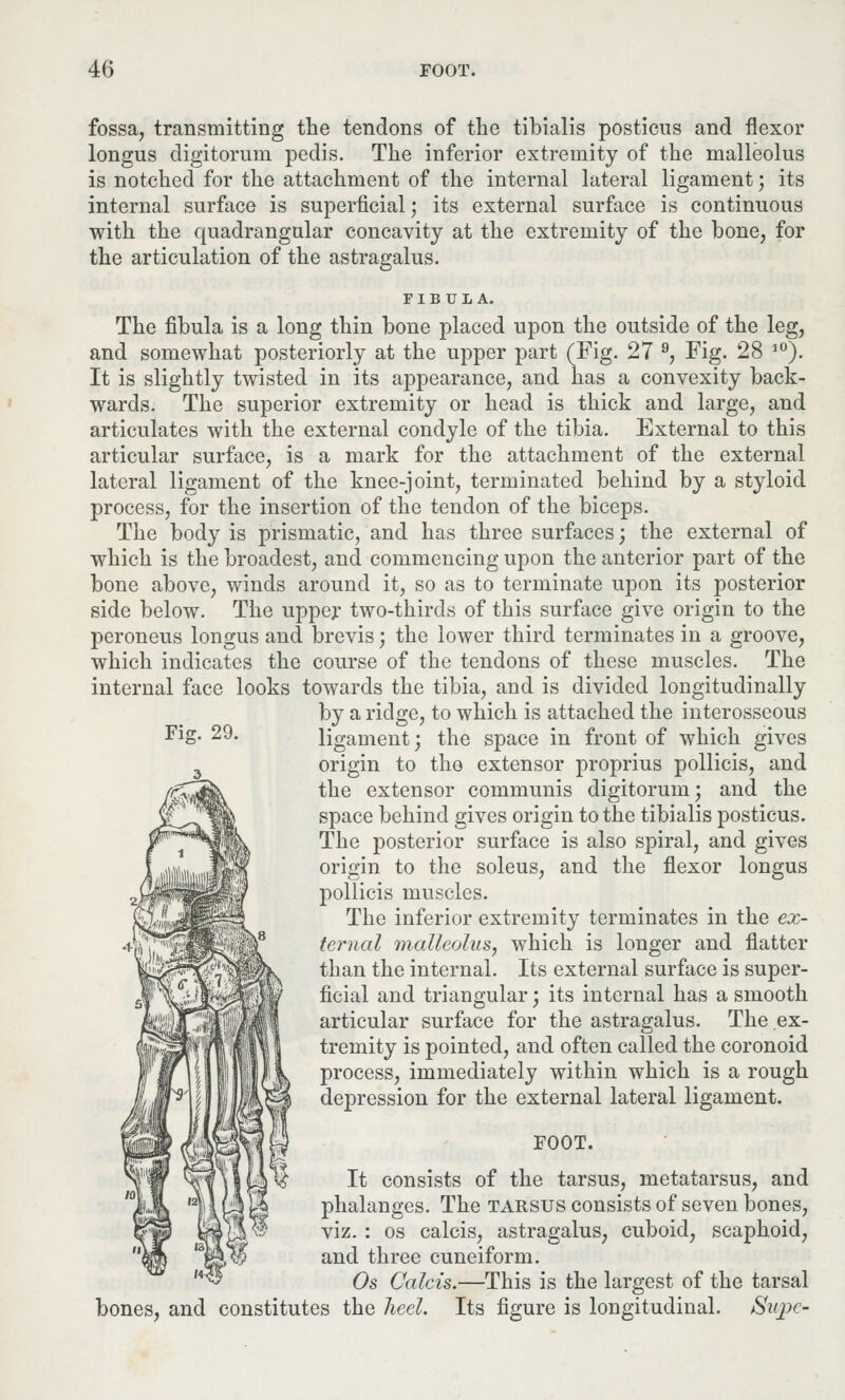 fossa, transmitting the tendons of the tibialis posticus and flexor longus digitoruin pedis. The inferior extremity of the malleolus is notched for the attachment of the internal lateral ligament; its internal surface is superficial; its external surface is continuous with the quadrangular concavity at the extremity of the bone, for the articulation of the astragalus. FIBULA. The fibula is a long thin bone placed upon the outside of the leg, and somewhat posteriorly at the upper part (Fig. 27 9, Fig. 28 l0). It is slightly twisted in its appearance, and has a convexity back- wards. The superior extremity or head is thick and large, and articulates with the external condyle of the tibia. External to this articular surface, is a mark for the attachment of the external lateral ligament of the knee-joint, terminated behind by a styloid process, for the insertion of the tendon of the biceps. The body is prismatic, and has three surfaces; the external of which is the broadest, and commencing upon the anterior part of the bone above, winds around it, so as to terminate upon its posterior side below. The upper two-thirds of this surface give origin to the peroneus longus and brevis; the lower third terminates in a groove, which indicates the course of the tendons of these muscles. The internal face looks towards the tibia, and is divided longitudinally by a ridge, to which is attached the interosseous ligament; the space in front of which gives origin to tho extensor proprius pollicis, and the extensor communis digitorum; and the space behind gives origin to the tibialis posticus. The posterior surface is also spiral, and gives origin to the soleus, and the flexor longus pollicis muscles. The inferior extremity terminates in the ex- ternal malleolus, which is longer and flatter than the internal. Its external surface is super- ficial and triangular; its internal has a smooth articular surface for the astragalus. The ex- tremity is pointed, and often called the coronoid process, immediately within which is a rough depression for the external lateral ligament. FOOT. It consists of the tarsus, metatarsus, and phalanges. The tarsus consists of seven bones, viz. : os calcis, astragalus, cuboid, scaphoid, and three cuneiform. Os Calcis.—This is the largest of the tarsal bones, and constitutes the heel. Its figure is longitudinal. Supe- Fig. 29.