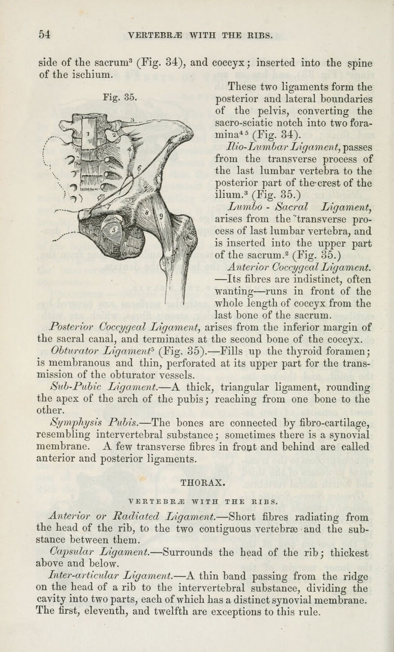 Fig. 35. side of the sacrum3 (Fig. 34), and coccyx; inserted into the spine of the ischium. These two ligaments form the posterior and lateral boundaries of the pelvis, converting the sacro-sciatic notch into two fora- mina45 (Fig. 34). Ilio-Lumbar Ligament, passes from the transverse process of the last lumbar vertebra to the posterior part of the-crest of the ilium.3 (Fig. 35.) Lumbo - Sacral Ligament, arises from the transverse pro- cess of last lumbar vertebra, and is inserted into the upper part of the sacrum.2 (Fig. 35.) Anterior Coccygeal Ligament. —Its fibres are indistinct, often wanting—runs in front of the whole length of coccyx from the last bone of the sacrum. Posterior Coccygeal Ligament, arises from the inferior margin of the sacral canal, and terminates at the second bone of the coccyx. Obturator Ligament* (Fig. 35).—Fills up the thyroid foramen; is membranous and thin, perforated at its upper part for the trans- mission of the obturator vessels. Sub-Pubic Ligament.—A thick, triangular ligament, rounding the apex of the arch of the pubis; reaching from one bone to the other. Symphysis Pubis.—The bones are connected by fibro-cartilage, resembling intervertebral substance; sometimes there is a synovial membrane. A few transverse fibres in front and behind are called anterior and posterior ligaments. THORAX. VERTEBRA WITH THE RIBS. Anterior or Radiated Ligament.—Short fibres radiating from the head of the rib, to the two contiguous vertebras and the sub- stance between them. Capsular Ligament.—Surrounds the head of the rib; thickest above and below. Inter-articular Ligament.—A thin band passing from the ridge on the head of a rib to the intervertebral substance, dividing the cavity into two parts, each of which has a distinct synovial membrane. The first, eleventh, and twelfth are exceptions to this rule.
