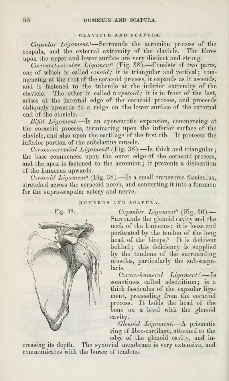 CLAVICLE AND SCAPULA. Capsular Ligament.1—Surrounds the acromion process of the scapula, and the external extremity of the clavicle. The fibres upon the upper and lower surface are very distinct and strong. Coraco-clavicular Ligament2 (Fig. 38).—Consists of two parts, one of which is called conoid; it is triangular and vertical; com- mencing at the root of the coracoid process, it expands as it ascends, and is fastened to the tubercle at the inferior extremity of the clavicle. The other is called trapezoid; it is in front of the last, arises at the internal edge of the coracoid process, and proceeds obliquely upwards to a ridge on the lower surface of the external end of the clavicle. Bifid Ligament.—Is an aponeurotic expansion, commencing at the coracoid process, terminating upon the inferior surface of the clavicle, and also upon the cartilage of the first rib. It protects the inferior portion of the subclavius muscle. Coraco-acromial Ligament* (Fig. 38).—Is thick and triangular; the base commences upon the outer edge of the coracoid process, and the apex is. fastened to the acromion; it prevents a dislocation of the humerus upwards. Coracoid Ligament41 (Fig. 38).—Is a small transverse fasciculus, stretched across the coracoid notch, and converting it into a foramen for the supra-scapular artery and nerve. HUMERUS AND SCAPULA. Fig. 38. Capsular Ligament5 (Fig. 36).— Surrounds the glenoid cavity and the neck of the humerus; it is loose and perforated by the tendon of the long head of the biceps.7 It is deficient behind; this deficiency is supplied by the tendons of the surrounding muscles, particularly the sub-scapu- laris. Coraco-humeral Ligament.6—Is sometimes called adscititium; is a thick fasciculus of the capsular liga- ment, proceeding from the coracoid process. It holds the head of the bone on a level with the glenoid cavity. Glenoid Ligament.—A prismatie ring of fibro-cartilage, attached to the edge of the glenoid cavity, and in- creasing its depth. The synovial membrane is very extensive, and communicates with the bursae of tendons.