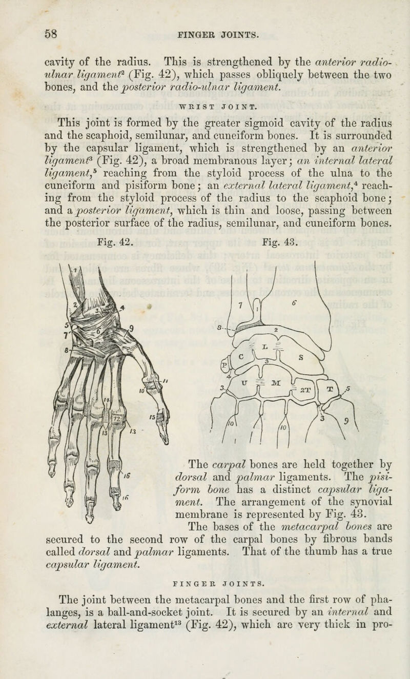 cavity of the radius. This is strengthened by the anterior radio- ulnar ligament2 (Fig. 42), which passes obliquely between the two bones, and the posterior radio-ulnar ligament. WRIST JOINT. This joint is formed by the greater sigmoid cavity of the radius and the scaphoid, semilunar, and cuneiform bones. It is surrounded by the capsular ligament, which is strengthened by an anterior ligament* (Fig. 42), a broad membranous layer; an internal lateral ligamentf reaching from the styloid process of the ulna to the cuneiform and pisiform bone; an external lateral ligament,4 reach- ing from the styloid process of the radius to the scaphoid bone; and a posterior ligament, which is thin and loose, passing between the posterior surface of the radius, semilunar, and cuneiform bones. Fig. 42. Fig. 43. The carpal bones are held together by dorsal and palmar ligaments. The pisi- form bone has a distinct capsular liga- ment. The arrangement of the synovial membrane is represented by Fig. 43. The bases of the metacarpal bones are secured to the second row of the carpal bones by fibrous bands called dorsal and palmar ligaments. That of the thumb has a true capsular ligament. FINGER JOINTS. The joint between the metacarpal bones and the first row of pha- langes, is a ball-and-socket joint. It is secured by an interned and external lateral ligament13 (Fig. 42), which are very thick in pro-