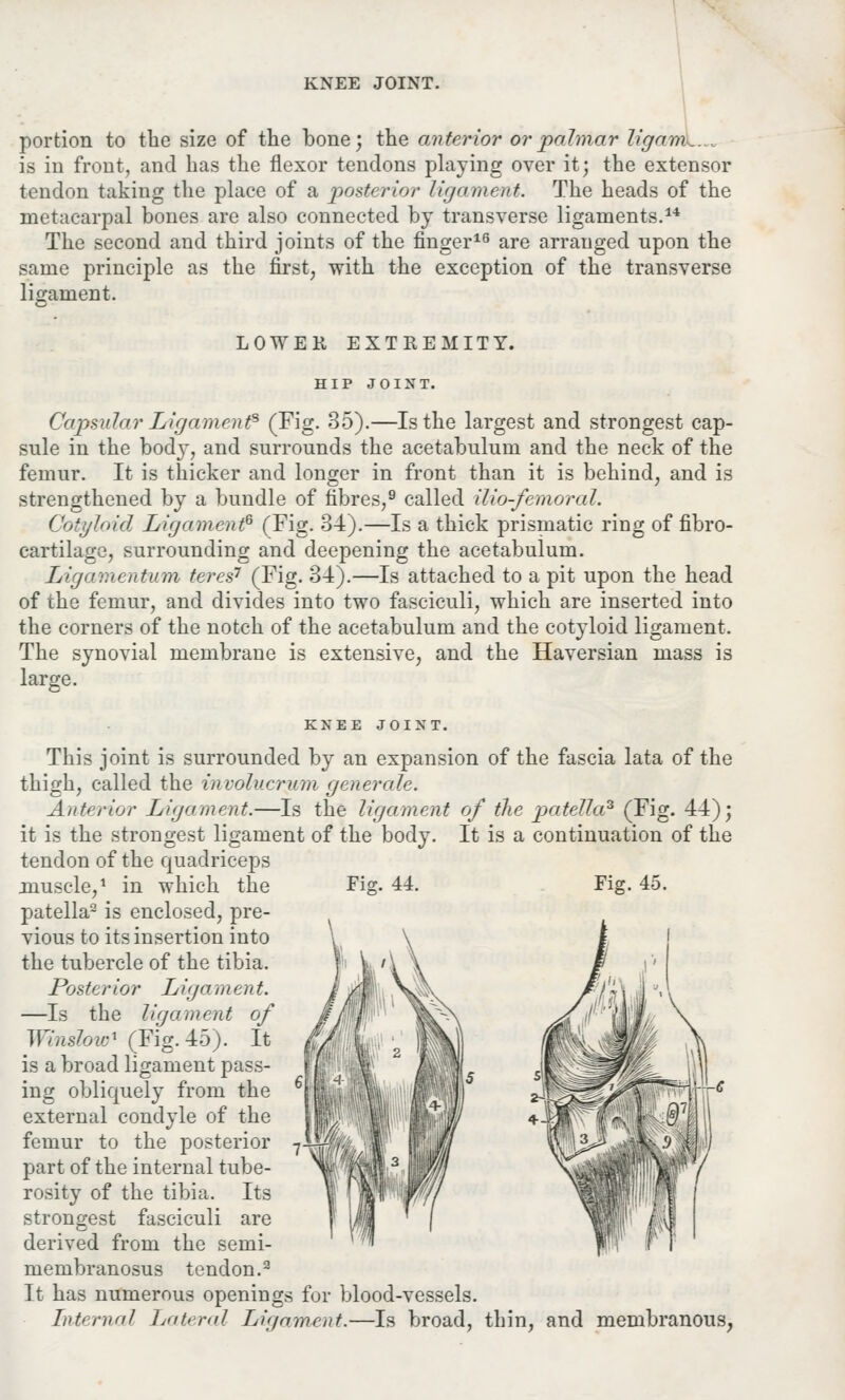 portion to the size of the bone; the anterior or palmar ligam is in front, and has the flexor tendons playing over it; the extensor tendon taking the place of a posterior ligament. The heads of the metacarpal bones are also connected by transverse ligaments.14 The second and third joints of the finger16 are arrauged upon the same principle as the first, with the exception of the transverse ligament. LOWER EXTREMITY. HIP JOINT. Capsular Ligament? (Fig. 35).—Is the largest and strongest cap- sule in the body, and surrounds the acetabulum and the neck of the femur. It is thicker and longer in front than it is behind, and is strengthened by a bundle of fibres,9 called ilio-femoral. Cotyloid Ligament* (Fig. 34).—Is a thick prismatic ring of fibro- cartilage, surrounding and deepening the acetabulum. IAgamentum teres7 (Fig. 34).—Is attached to a pit upon the head of the femur, and divides into two fasciculi, which are inserted into the corners of the notch of the acetabulum and the cotyloid ligament. The synovial membrane is extensive, and the Haversian mass is large. 44. Fig. 45. KNEE JOINT. This joint is surrounded by an expansion of the fascia lata of the thigh, called the involucry/m generate. Anterior Ligament.—Is the ligament of the patella3 (Fig. 44); it is the strongest ligament of the body. It is a continuation of the tendon of the quadriceps muscle,1 in which the Fig. patella2 is enclosed, pre- vious to its insertion into the tubercle of the tibia. Posterior Ligament. —Is the ligament of Wtnslow* (Fig. 45). It is a broad ligament pass- ing obliquely from the external condyle of the femur to the posterior part of the internal tube- rosity of the tibia. Its strongest fasciculi are derived from the semi- membranosus tendon.3 It has numerous openings for blood-vessels. Tot' nidi Lateral Ligament.—Is broad, thin, and membranous,