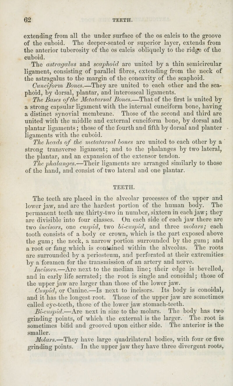 extending from all the under surface of the os calcis to the groove of the cuboid. The deeper-seated or superior layer, extends from the anterior tuberosity of the os calcis obliquely to the ridge of the cuboid. The astragalus and scaphoid are united by a thin semicircular ligament, consisting of parallel fibres, extending from the neck of the astragalus to the margin of the concavity of the scaphoid. Cuneiform Bones.—They are united to each other and the sca- phoid, by dorsal, plantar, and interosseal ligaments. The Bases of the Metatarsal Bones.—That of the first is united by a strong capsular ligament with the internal cuneiform bone, having a distinct synovial membrane. Those of the second and third are united with the middle and external cuneiform bone, by dorsal and plantar ligaments; those of the fourth and fifth by dorsal and planter ligaments with the cuboid. The heads of the metatarsal bones are united to each other by a strong transverse ligament; and to the phalanges by two lateral, the plantar, and an expansion of the extensor tendon. The phalanges.—Their ligaments are arranged similarly to those of the hand, and consist of two lateral and one plantar. TEETH. The teeth are placed in the alveolar processes of the upper and lower jaw, and are the hardest portion of the human body. The permanent teeth are thirty-two in number, sixteen in each jaw; they are divisible into four classes. On each side of each jaw there are two incisors, one cuspid, two bi-cuspid, and three molars; each tooth consists of a body or crown, which is the part exposed above the gum; the neck, a narrow portion surrounded by the gum j and a root or fang which is contained within the alveolus. The roots are surrounded by a periosteum, and perforated at their extremities by a foramen for the transmission of an artery and nerve. Incisors.—Are next to the median line; their edge is bevelled, and in early life serrated; the root is single and conoidal; those of the upper jaw are larger than those of the lower jaw. Cuspid, or Canine.—Is next to incisors. Its body is conoidal, and it has the longest root. Those of the upper jaw are sometimes called eye-teeth, those of the lower jaw stomach-teeth. Bi-ciLpid.—Are next in size to the molars. The body has two grinding points, of which the external is the larger. The root is sometimes bifid and grooved upon either side. The anterior is the smaller. Molars.—They have large quadrilateral bodies, with four or five grinding points. In the upper jaw they have three divergent roots,