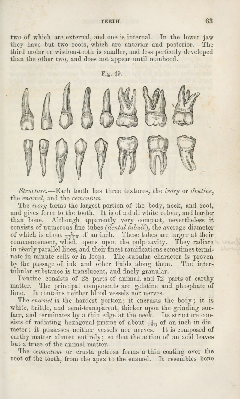 two of which are external, and one is internal. In the lower jaw they have but two roots, which are anterior and posterior. The third molar or wisdom-tooth is smaller, and less perfectly developed than the other two, and does not appear until manhood. Fig. 49. Structure.—Each tooth has three textures, the ivory or dentine, the enamel, and the cementum. The ivory forms the largest portion of the body, neck, and root, and gives form to the tooth. It is of a dull white colour, and harder than bone. Although apparently very compact, nevertheless it consists of numerous fine tubes (dental tubuli), the average diameter of which is about -jjVo °f an inch. These tubes are larger at their commencement, which opens upon the pulp-cavity. They radiate in nearly parallel lines, and their finest ramifications sometimes termi- nate in minute cells or in loops. The -tubular character is proven by the passage of ink and other fluids along them. The inter- tubular substance is translucent, and finely granular. Dentine consists of 28 parts of animal, and 72 parts of earthy matter. The principal components are gelatine and phosphate of lime. It contains neither blood vessels nor nerves. The enamel is the hardest portion; it encrusts the body; it is white, brittle, and semi-transparent, thicker upon the grinding sur- face, and terminates by a thin edge at the neck. Its structure con- sists of radiating hexagonal prisms of about Ti^- of an inch in dia- meter : it possesses neither vessels nor nerves. It is composed of earthy matter almost entirely; so that the action of an acid leaves but a trace of the animal matter. The cementum or crusta petrosa forms a thin coating over the root of the tooth, from the apex to the enamel. It resembles bone