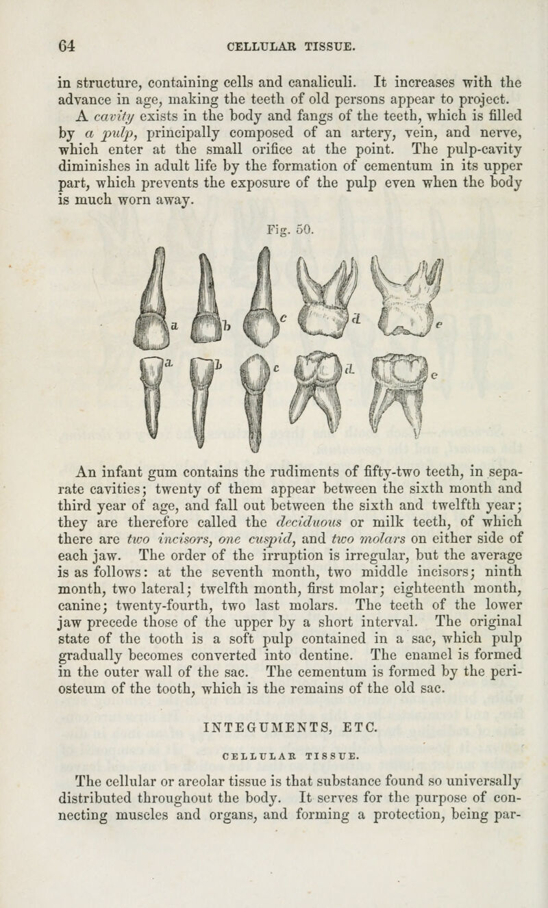 in structure, containing cells and canaliculi. It increases with the advance in age, making the teeth of old persons appear to project. A cavity exists in the body and fangs of the teeth, which is filled by a pulp, principally composed of an artery, vein, and nerve, which enter at the small orifice at the point. The pulp-cavity diminishes in adult life by the formation of cementum in its upper part, which prevents the exposure of the pulp even when the body is much worn away. Fig. 50. An infant gum contains the rudiments of fifty-two teeth, in sepa- rate cavities; twenty of them appear between the sixth month and third year of age, and fall out between the sixth and twelfth year; they are therefore called the deciduous or milk teeth, of which there are two incisors, one cuspid, and tico molars on either side of each jaw. The order of the irruption is irregular, but the average is as follows: at the seventh month, two middle incisors; ninth month, two lateral; twelfth month, first molar; eighteenth month, canine; twenty-fourth, two last molars. The teeth of the lower jaw precede those of the upper by a short interval. The original state of the tooth is a soft pulp contained in a sac, which pulp gradually becomes converted into dentine. The enamel is formed in the outer wall of the sac. The cementum is formed by the peri- osteum of the tooth, which is the remains of the old sac. INTEGUMENTS, ETC. CELLULAR TISSUE. The cellular or areolar tissue is that substance found so universally distributed throughout the body. It serves for the purpose of con- necting muscles and organs, and forming a protection, being par-