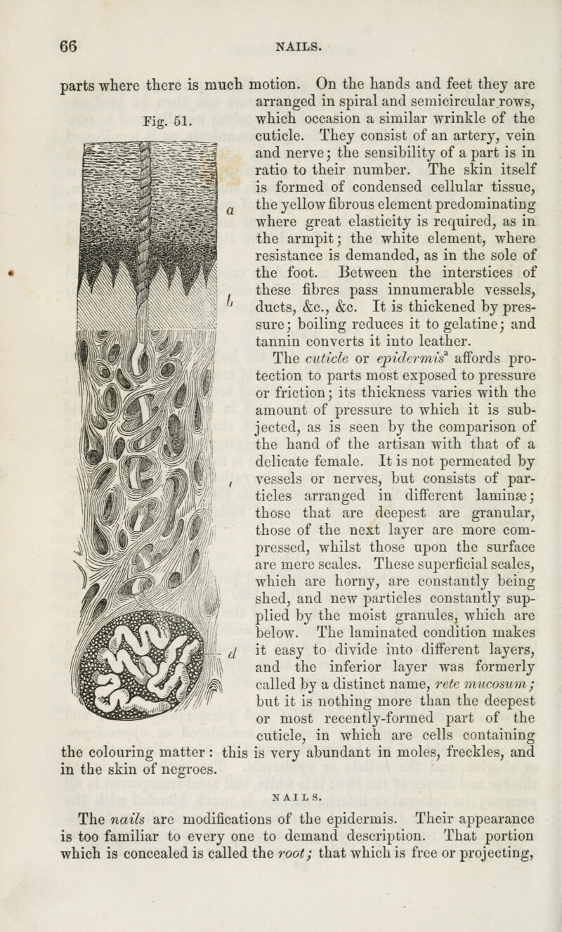 Fig. 51. parts where there is much motion. On the hands and feet they are arranged in spiral and semicircular rows, which occasion a similar wrinkle of the cuticle. They consist of an artery, vein and nerve; the sensibility of a part is in ratio to their number. The skin itself is formed of condensed cellular tissue, the yellow fibrous element predominating where great elasticity is required, as in the armpit; the white element, where resistance is demanded, as in the sole of the foot. Between the interstices of these fibres pass innumerable vessels, ducts, &c, &c. It is thickened by pres- sure; boiling reduces it to gelatine; and tannin converts it into leather. The cuticle or epidermis* affords pro- tection to parts most exposed to pressure or friction; its thickness varies with the amount of pressure to which it is sub- jected, as is seen by the comparison of the hand of the artisan with that of a delicate female. It is not permeated by vessels or nerves, but consists of par- ticles arranged in different laminae; those that are deepest are granular, those of the next layer are more com- pressed, whilst those upon the surface are mere scales. These superficial scales, which are horny, are constantly being shed, and new particles constantly sup- plied by the moist granules, which are below. The laminated condition makes it easy to divide into different layers, and the inferior layer was formerly called by a distinct name, rete mucosum; but it is nothing more than the deepest or most recently-formed part of the cuticle, in which are cells containing the colouring matter: this is very abundant in moles, freckles, and in the skin of negroes. NAILS. The nails are modifications of the epidermis. Their appearance is too familiar to every one to demand description. That portion which is concealed is called the root; that which is free or projecting,