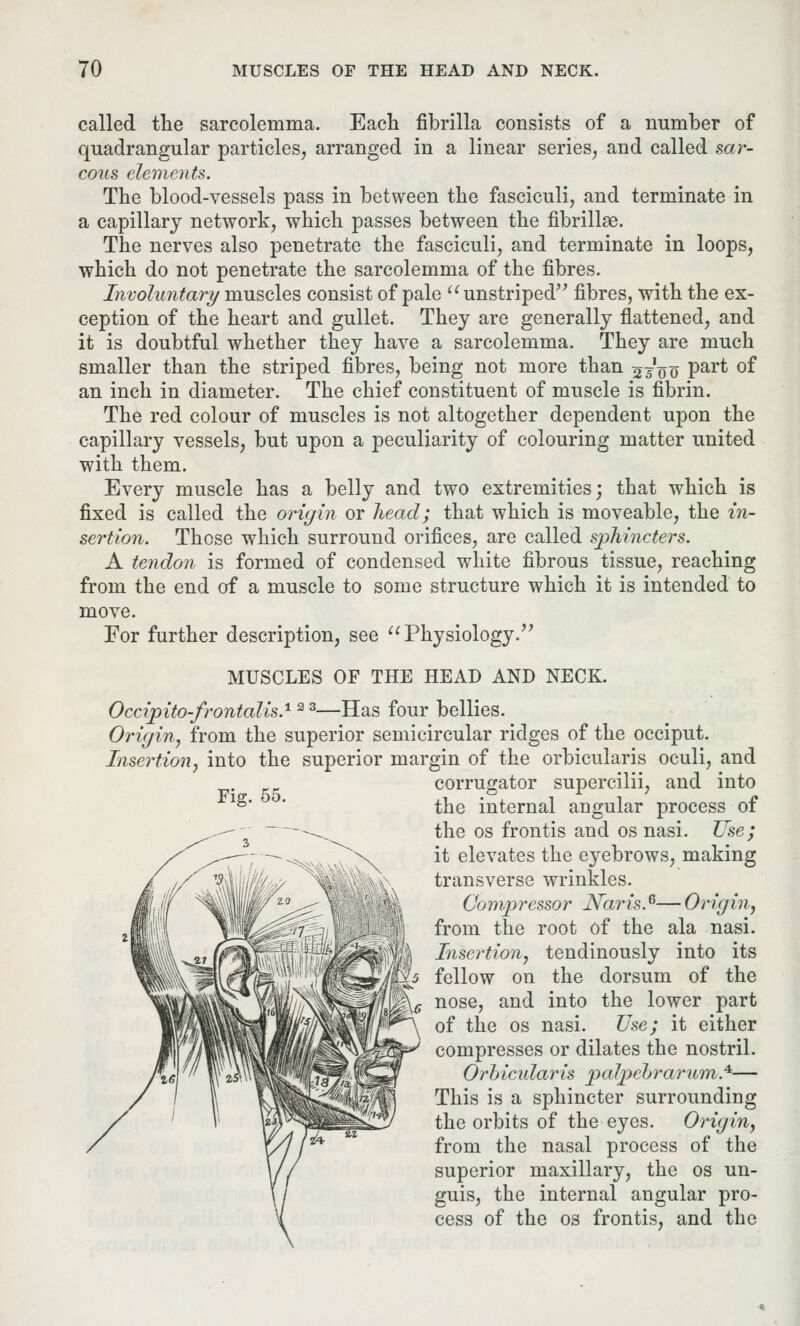 called the sarcolemma. Each fibrilla consists of a number of quadrangular particles, arranged in a linear series, and called sar- cous elements. The blood-vessels pass in between the fasciculi, and terminate in a capillary network, which passes between the fibrilhe. The nerves also penetrate the fasciculi, and terminate in loops, which do not penetrate the sarcolemma of the fibres. Involuntary muscles consist of pale unstriped fibres, with the ex- ception of the heart and gullet. They are generally flattened, and it is doubtful whether they have a sarcolemma. They are much smaller than the striped fibres, being not more than 5^00 Par^ °f an inch in diameter. The chief constituent of muscle is fibrin. The red colour of muscles is not altogether dependent upon the capillary vessels, but upon a peculiarity of colouring matter united with them. Every muscle has a belly and two extremities; that which is fixed is called the origin or head; that which is moveable, the in- sertion. Those which surround orifices, are called sphincters. A tendon is formed of condensed white fibrous tissue, reaching from the end of a muscle to some structure which it is intended to move. For further description, see Physiology. MUSCLES OF THE HEAD AND NECK. Occipito-frontalis.12 3—Has four bellies. Origin, from the superior semicircular ridges of the occiput. Insertion, into the superior margin of the orbicularis oculi, and corrugator supercilii, and into lg' ' the internal angular process of the os frontis and os nasi. Use; it elevates the eyebrows, making transverse wrinkles. Compressor Naris.*— Origin, from the root of the ala nasi. Insertion, tendinously into its fellow on the dorsum of the nose, and into the lower part of the os nasi. Use; it either compresses or dilates the nostril. Orbicularis palpebrarum*— This is a sphincter surrounding the orbits of the eyes. Origin, from the nasal process of the superior maxillary, the os un- guis, the internal angular pro- cess of the os frontis, and the