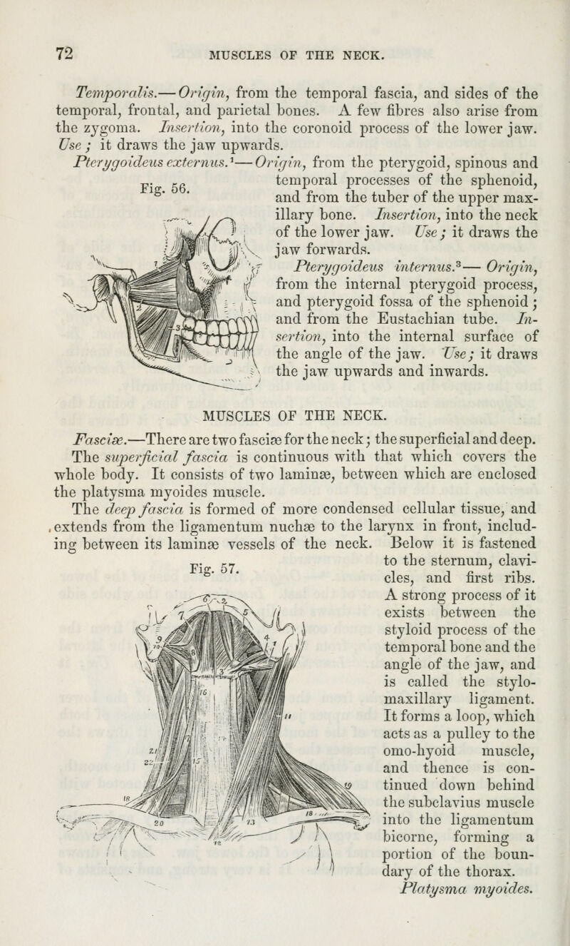 Fig. 56. Temporalis.— Origin, from the temporal fascia, and sides of the temporal, frontal, and parietal bones. A few fibres also arise from the zygoina. Insertion, into the coronoid process of the lower jaw. Use ; it draws the jaw upwards. Pterygoideus externus.1—Origin, from the pterygoid, spinous and temporal processes of the sphenoid, and from the tuber of the upper max- illary bone. Insertion, into the neck of the lower jaw. Use; it draws the jaw forwards. Pterygoideus interims.3— Origin, from the internal pterygoid process, and pterygoid fossa of the sphenoid; and from the Eustachian tube. In- sertion, into the internal surface of the angle of the jaw. Use; it draws the jaw upwards and inwards. MUSCLES OF THE NECK. Fasciae.—There are two fasciae for the neck; the superficial and deep. The superficial fascia is continuous with that which covers the whole body. It consists of two laminae, between which are enclosed the platysma myoides muscle. The deep fascia is formed of more condensed cellular tissue, and extends from the ligamentum nuchse to the larynx in front, includ- ing between its laminae vessels of the neck. Below it is fastened „. -7 to the sternum, clavi- cles, and first ribs. A strong process of it exists between the styloid process of the temporal bone and the angle of the jaw, and is called the stylo- maxillary ligament. It forms a loop, which acts as a pulley to the omo-hyoid muscle, and thence is con- tinued down behind the subclavius muscle into the ligamentum bicorne, forming a portion of the boun- dary of the thorax. Platysma myoides.