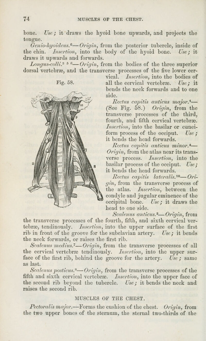 Fig. 58. bone. Use; it draws the hyoid bone upwards, and projects the tongue. Genio-hi/oicleus.6—Origin, from the posterior tubercle, inside of the chin. Insertion, into the body of the hyoid bone. Use; it draws it upwards and forwards. Longus-colli.3 5 fi—Origin, from the bodies of the three superior dorsal vertebrae, and the transverse processes of the five lower cer- vical. Insertion, into the bodies of all the cervical vertebrae. Use; it bends the neck forwards and to one side. Rectus capitis anticus major.1— (See Fig. 58.) Origin, from the transverse processes of the third, fourth, and fifth cervical vertebrae. Insertion, into the basilar or cunei- form process of the occiput. Use ; it bends the head forwards. Rectus capitis anticus minor.*— Origin, from the atlas near its trans- verse process. Insertion, into the basilar process of the occiput. Use; it bends the head forwards. Rectus capitis lateralis.™—Ori- gin, from the transverse process of the atlas. Insertion, between the condyle and jugular eminence of the occipital bone. Use; it draws the head to one side. Scalenus anticus*—Origin, from the transverse processes of the fourth, fifth, and sixth cervical ver- tebrae, tendinously. Insertion, into the upper surface of the first rib in front of the groove for the subclavian artery. Use; it bends the neck forwards, or raises the first rib. Scalenus medius.7—Origin, from the transverse processes of all the cervical vertebrae tendinously. Insertion, into the upper sur- face of the first rib, behind the groove for the artery. Use ; same as last. Scalenus posticus.8—Origin, from the transverse processes of the fifth and sixth cervical vertebrae. Insertion, into the upper face of the second rib beyond the tubercle. Use; it bends the neck and raises the second rib. MUSCLES OF THE CHEST. Pectoralis major.—Forms the cushion of the chest. Origin, from the two upper bones of the sternum, the sternal two-thirds of the