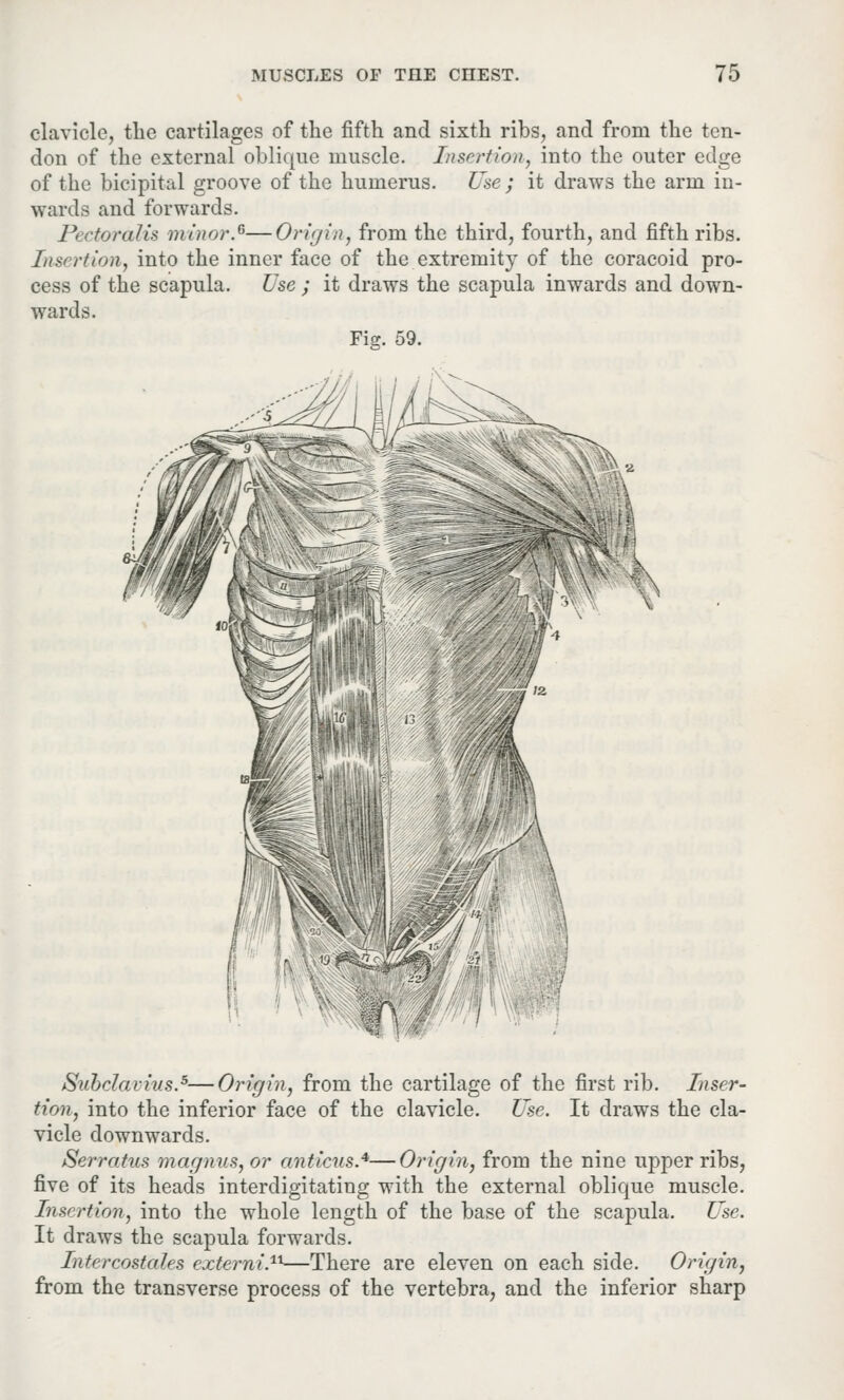 clavicle, the cartilages of the fifth and sixth ribs, and from the ten- don of the external oblique muscle. Insertion, into the outer edge of the bicipital groove of the humerus. Use ; it draws the arm in- wards and forwards. Pectoralis minor.6—Origin, from the third, fourth, and fifth ribs. Insertion, into the inner face of the extremity of the coracoid pro- cess of the scapula. Use ; it draws the scapula inwards and down- wards. Fig. 59. \ Subclaims.5—Origin, from the cartilage of the first rib. Inser- tion, into the inferior face of the clavicle. Use. It draws the cla- vicle downwards. Serratus magnus,or anticus.*—Origin, from the nine upper ribs, five of its heads interdigitating with the external oblique muscle. Insertion, into the whole length of the base of the scapula. Use. It draws the scapula forwards. Intercostdles extemi.1*—There are eleven on each side. Origin, from the transverse process of the vertebra, and the inferior sharp
