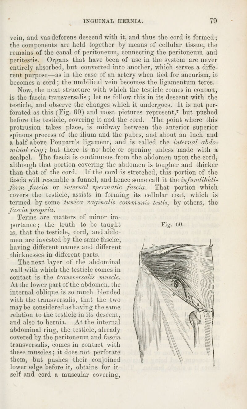 vein, and vas deferens descend with it, and thus the cord is formed; the components are held together by means of cellular tissue, the remains of the canal of peritoneum, connecting the peritoneum and peritestis. Organs that have been of use in the system are never entirely absorbed, but converted into another, which serves a diffe- rent purpose—as in the case of an artery when tied for aneurism, it becomes a cord; the umbilical vein becomes the ligamentum teres. Now, the next structure with which the testicle comes in contact, is the fascia transversalis; let us follow this in its descent with the testicle, and observe the changes which it undergoes. It is not per- forated as this (Fig. 60) and most pictures represent/ but pushed before the testicle, covering it and the cord. The point where this protrusion takes place, is midway between the anterior superior spinous process of the ilium and the pubes, and about an inch and a half above Poupart's ligament, and is called the internal abdo- minal ring; but there is no hole or opening unless made with a scalpel. The fascia is continuous from the abdomen upon the cord, although that portion covering the abdomen is tougher and thicker than that of the cord. If the cord is stretched, this portion of the fascia will resemble a funnel, and hence some call it the infundibnU- form fascia or internal spermatic fascia. That portion which covers the testicle, assists in forming its cellular coat, which is termed by some tunica vaginalis communis testis, by others, the fascia propria. Terms are matters of minor im- portance ', the truth to be taught is, that the testicle, cord, and abdo- men are invested by the same fasciae, having different names and different thicknesses in different parts. The next layer of the abdominal wall with which the testicle comes in contact is the transversalis muscle. At the lower part of the abdomen, the internal oblique is so much blended with the transversalis, that the two maybe considered as having the same relation to the testicle in its deseent, and also to hernia. At the internal abdominal ring, the testicle, already covered by the peritoneum and fascia transversalis, comes in contact with these muscles; it does not perforate them, but pushes their conjoined lower edge before it, obtains for it- self and cord a muscular covering, Fig. 60.