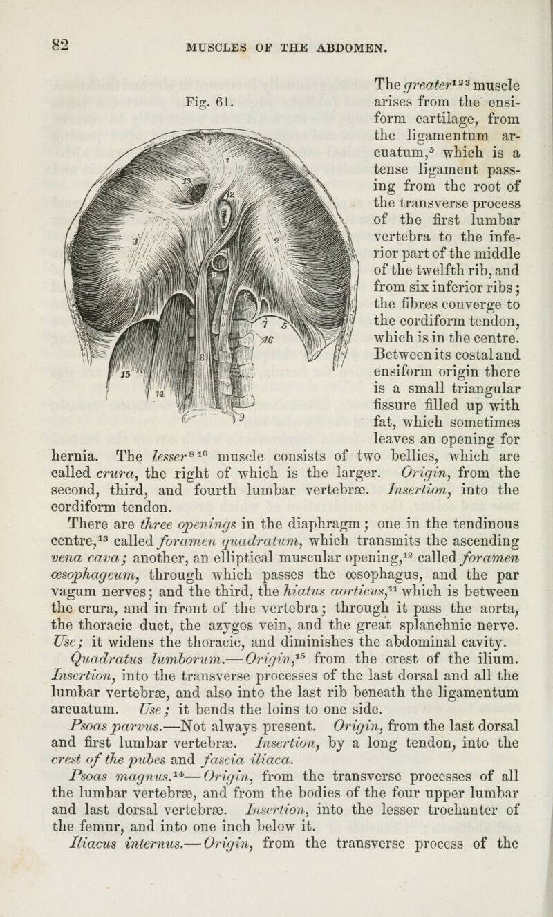 The greater1*2 muscle Fig. 61. arises from the' ensi- form cartilage, from the ligamentum ar- cuatum,5 which is a tense ligament pass- ing from the root of the transverse process of the first lumbar vertebra to the infe- rior part of the middle of the twelfth rib, and from six inferior ribs; the fibres converge to the cordiform tendon, which is in the centre. Between its costal and ensiform origin there is a small triangular fissure filled up with fat, which sometimes leaves an opening for hernia. The lesser810 muscle consists of two bellies, which are called crura, the right of which is the larger. Origin, from the second, third, and fourth lumbar vertebrae. Insertion, into the cordiform tendon. There are three openings in the diaphragm; one in the tendinous centre,13 called foramen quadratum, which transmits the ascending vena cava; another, an elliptical muscular opening,13 called foramen ozsophageum, through which passes the oesophagus, and the par vagum nerves; and the third, the hiatus aorticus,11 which is between the crura, and in front of the vertebra; through it pass the aorta, the thoracic duct, the azjgos vein, and the great splanchnic nerve. Use; it widens the thoracic, and diminishes the abdominal cavity. Quadratics lumborum.— Origin,15 from the crest of the ilium. Insertion, into the transverse processes of the last dorsal and all the lumbar vertebrae, and also into the last rib beneath the ligamentum arcuatum. Use ; it bends the loins to one side. Psoas parvus.—Not always present. Origin, from the last dorsal and first lumbar vertebrae. Insertion, by a long tendon, into the crest of the pubes and fascia iliaca. Psoas magnus1*—Origin, from the transverse processes of all the lumbar vertebrae, and from the bodies of the four upper lumbar and last dorsal vertebrae. Insertion, into the lesser trochanter of the femur, and into one inch below it. Iliacus internus.— Origin, from the transverse process of the