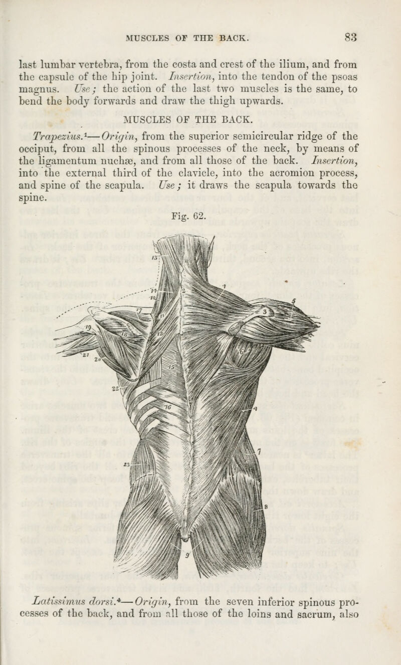 last lumbar vertebra, from the costa and crest of the ilium, and from the capsule of the hip joint. Insertion, into the tendon of the psoas magnus. Use ; the action of the last two muscles is the same, to bend the body forwards and draw the thigh upwards. MUSCLES OF THE BACK. Trapezius.1—Origin, from the superior semicircular ridge of the occiput, from all the spinous processes of the neck, by means of the ligamentum nuchae, and from all those of the back. Insertion, into the external third of the clavicle, into the acromion process, and spine of the scapula. Use; it draws the scapula towards the spine. Fig. 62. Latissimus dorsi*—Origin, from the seven inferior spinous pro- cesses of the back, and from all those of the loins and sacrum, also