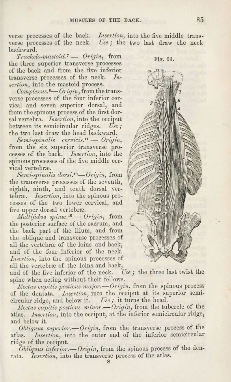 Insertion, into the five middle trans- Use; the two last draw the neck Fig. 63. verse processes of the back, verse processes of the neck, backward. Trachelo-mastoid.7 — Origin, from the three superior transverse processes of the back and from the five inferior transverse processes of the neck. In- sertion, into the mastoid process. Complexus.s— Origin, from the trans- verse processes of the four inferior cer- vical and seven superior dorsal, and from the spinous process of the first dor- sal vertebra. Insertion, into the occiput between its semicircular ridges. Use ; the two last draw the head backward. Semi-spinalis cervicis.11 — Origin, from the six superior transverse pro- cesses of the back. Insertion, into the spinous processes of the five middle cer- vical vertebrae. Semi-spinalis dor si.10—Origin, from the transverse processes of the seventh, eighth, ninth, and tenth dorsal ver- tebrae. Insertion, into the spinous pro- cesses of the two lower cervical, and five upper dorsal vertebrae. Multijidus spinas.16— Origin, from the posterior surface of the sacrum, and the back part of the ilium, and from the oblique and transverse processes of all the vertebrae of the loins and back, and of the four inferior of the neck. Insertion, into the spinous processes of all the vertebrae of the loins and back, and of the five inferior of the neck. Use ; the three last twist the spine when acting without their fellows. Rectus capitis posticus major.— Origin, from the spinous process of the dentata. Insertion, into the occiput at its superior semi- circular ridge, and below it. Use ; it turns the head. Rectus capitis posticus minor.— Origin, from the tubercle of the atlas. Insertion, into the occiput, at the inferior semicircular ridge, and below it. Obliquus superior.— Origin, from the transverse process of the atlas. Insertion, into the outer end of the inferior semicircular ridge of the occiput. Obliquus inferior.— Origin, from the spinous process of the den- tata. Insertion, into the transverse process of the atlas. 8