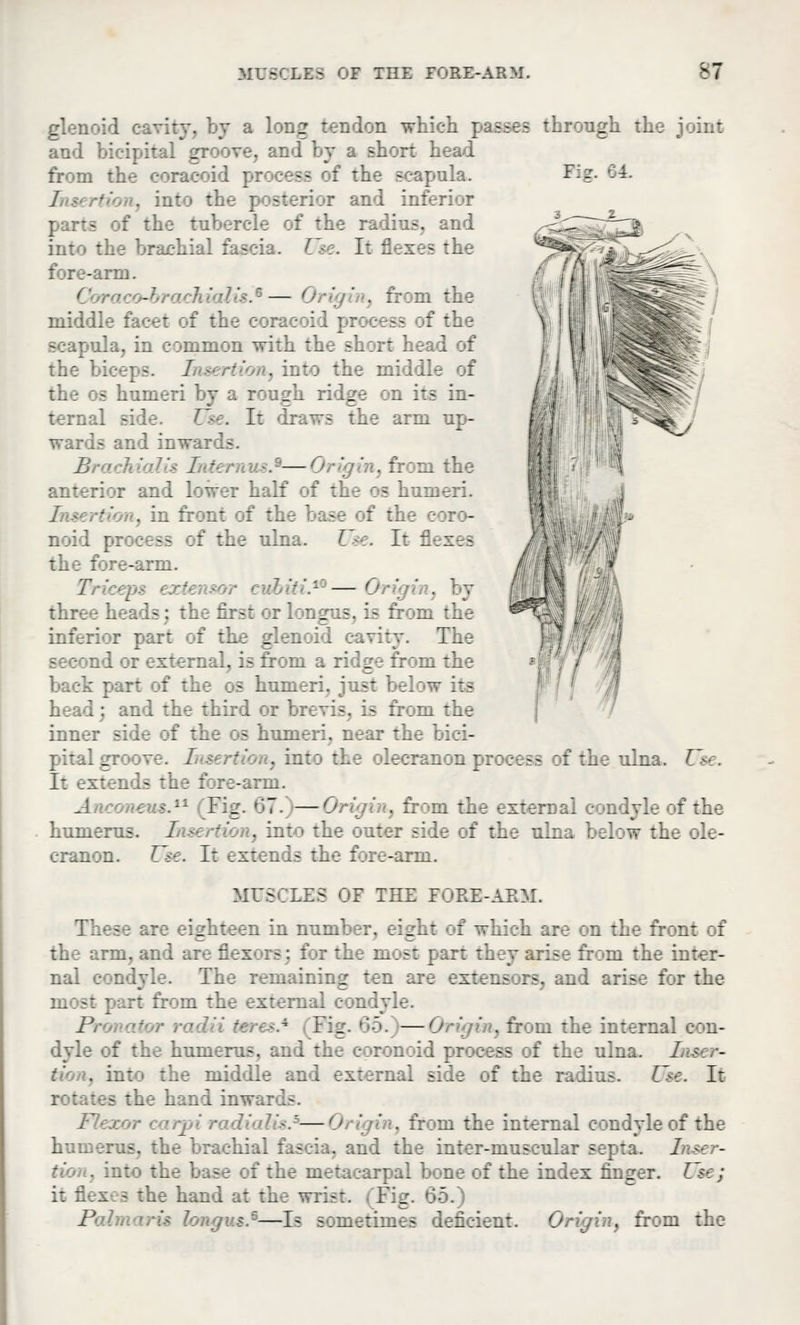 - - . by a long - which passes through the joint and bicipital groove, short head from the coracoid r. - f the scapula. Fig. ini the posterior and inferior ta of the tal : he radius, and into • - : - aa. Use. Il : :: - :he no. ' raco-bra ' ■.-— Ori . Grom the middle facet of tl sb of the scapula, in common with the sh rl head of the bice] s. I - ' . into the middle of the os humeri by a rough ridge on its in- ternal side ■'■ . It draws the arm up- wards and inwards. Br I - is.9—Origin, from the anterior and lower half of the os humeri. ■ion, in front of the base of the coro- ss of the ulna. Use. It flexes the fore-arm. Triceps extensor < '-'.'- — Origin,] v thre - Isj the first or longus. is from the ' inferior par: : the glenoid cavity. The : _ from the back | ri : tfa - humeri, just be] w its : and the third or the inner side of the os hui- ar the i:i:i- . Jove. I  . ini ion process of the ulna. Use. It extends the fore-arm. Big. 67. —Origi . fi m tfa .I condyle of the res. Tnserti r into the outer side of the ulna below the ole- a. Use, Ii extends the fore-arm. MUSCLES OF THE FORE-ARM. These are eighteen in number, eight of which are on the front of : arm, and ai ij for the most part they arise from the inter- nal condyle. The remaining ten are extensors, and arise for the rt from the external condyle. 1', '■ Pig. 65. —Origin, from the internal con- dyle of the humerus, and the epronoid process of the ulna, ha - . ini the middle and external side of the radius. Use. It rotates the hand inwarda 7—0 . from the internal condyle of the humerus, the brachial fascia, and the inter-muscular sepia. Jnser- fl . :arpal bone of the index finger. 11 ; it flexes the hand at th-: wrist Pig. 66.) 1' —Ds e metunes deficient. Origin, from the