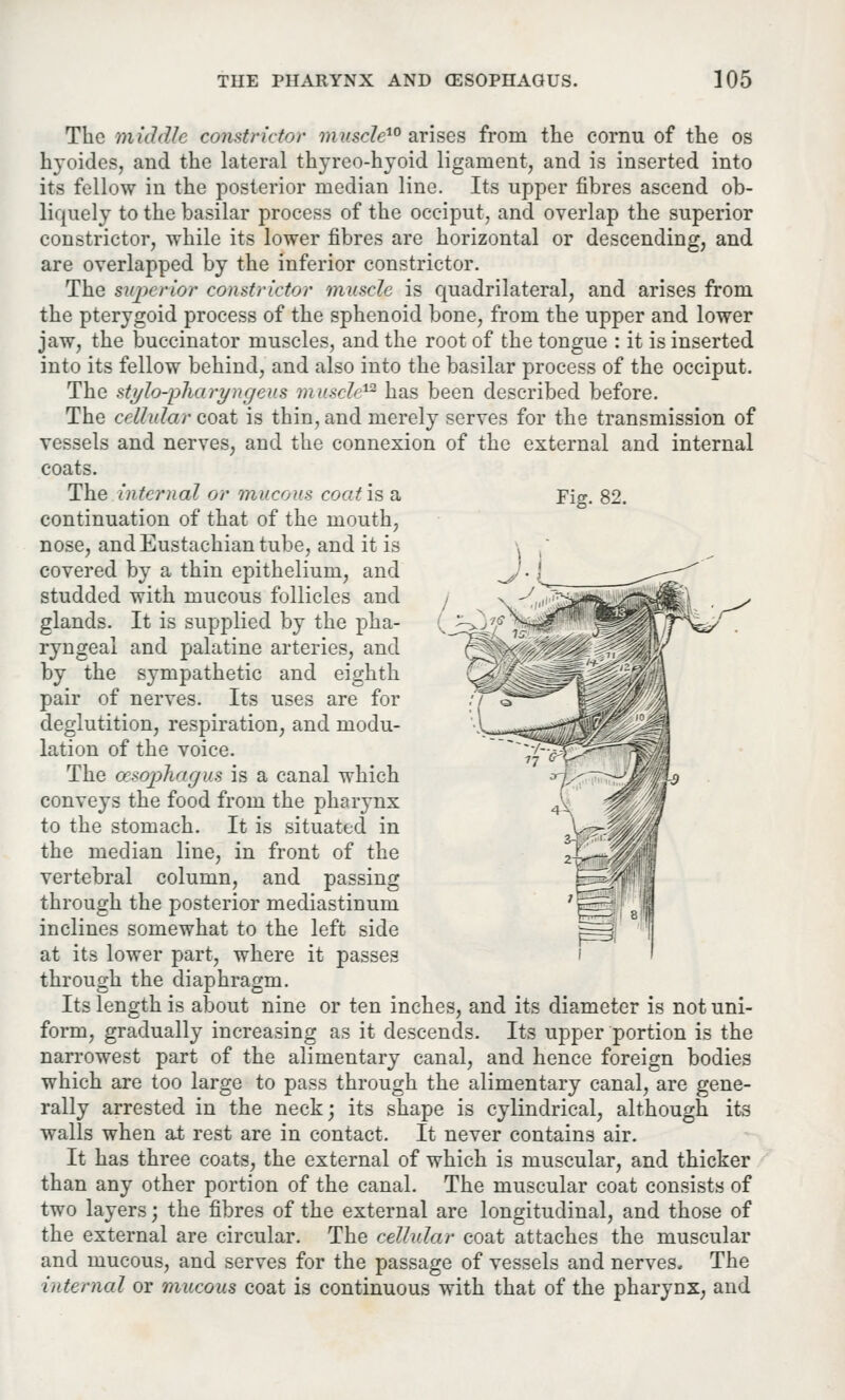 Fig. 82. The middle constrictor muscle10 arises from the eornu of the os hyoides, and the lateral thyreo-hyoid ligament, and is inserted into its fellow in the posterior median line. Its upper fibres ascend ob- liquely to the basilar process of the occiput, and overlap the superior constrictor, while its lower fibres are horizontal or descending, and are overlapped by the inferior constrictor. The suj)erior constrictor muscle is quadrilateral, and arises from the pterygoid process of the sphenoid bone, from the upper and lower jaw, the buccinator muscles, and the root of the tongue : it is inserted into its fellow behind, and also into the basilar process of the occiput. The stylo-pharyngeus muscle12 has been described before. The cellular coat is thin, and merely serves for the transmission of vessels and nerves, and the connexion of the external and internal coats. The internal or mucous coatis a continuation of that of the mouth, nose, and Eustachian tube, and it is covered by a thin epithelium, and studded with mucous follicles and glands. It is supplied by the pha- ryngeal and palatine arteries, and by the sympathetic and eighth pair of nerves. Its uses are for deglutition, respiration, and modu- lation of the voice. The cesophagus is a canal which conveys the food from the phaiynx to the stomach. It is situated in the median line, in front of the vertebral column, and passing through the posterior mediastinum inclines somewhat to the left side at its lower part, where it passes through the diaphragm. Its length is about nine or ten inches, and its diameter is not uni- form, gradually increasing as it descends. Its upper portion is the narrowest part of the alimentary canal, and hence foreign bodies which are too large to pass through the alimentary canal, are gene- rally arrested in the neck; its shape is cylindrical, although its walls when at rest are in contact. It never contains air. It has three coats, the external of which is muscular, and thicker than any other portion of the canal. The muscular coat consists of two layers; the fibres of the external are longitudinal, and those of the external are circular. The cellular coat attaches the muscular and mucous, and serves for the passage of vessels and nerves. The interned or mucous coat is continuous with that of the pharynx, and