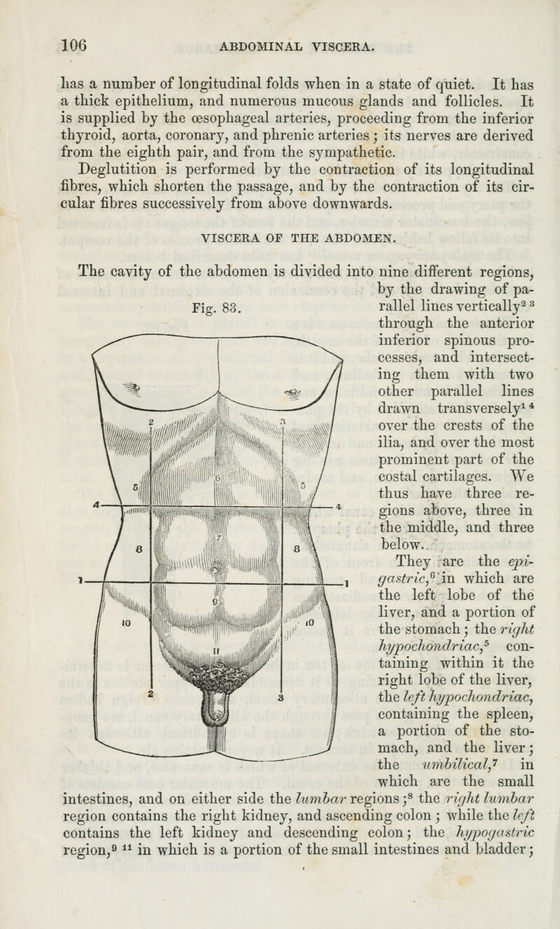 lias a number of longitudinal folds when in a state of quiet. It has a thick epithelium, and numerous mucous glands and follicles. It is supplied by the oesophageal arteries, proceeding from the inferior thyroid, aorta, coronary, and phrenic arteries ; its nerves are derived from the eighth pair, and from the sympathetic. Deglutition is performed by the contraction of its longitudinal fibres, which shorten the passage, and by the contraction of its cir- cular fibres successively from above downwards. VISCERA OF THE ABDOMEN. The cavity of the abdomen is divided into nine different regions, by the drawing of pa- Fig. 83. rallel lines vertically2 3 through the anterior inferior spinous pro- cesses, and intersect- ing them with two other parallel lines drawn transversely14 over the crests of the ilia, and over the most prominent part of the costal cartilages. We thus have three re- gions above, three in the middle, and three below. They are the epi- gastric,6 An which are the left lobe of the liver, and a portion of the stomach; the right hypochondriac,5 con- taining within it the right lobe of the liver, the left hypochondriac, containing the spleen, a portion of the sto- mach, and the liver', the umbilical,'7 in which are the small intestines, and on either side the lumbar regions ;8 the rigid lumbar region contains the right kidney, and ascending colon ; while the left contains the left kidney and descending colon; the hypogastric region,9 al in which is a portion of the small intestines and bladder;