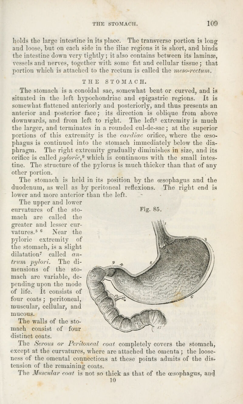 holds the large intestine in its place. The transverse portion is long and loose, but on each side in the iliac regions it is short, and binds the intestine down very tightly; it also contains between its laminae, vessels and nerves, together with some fat and cellular tissue; that portion which is attached to the rectum is called the meso-rectum. THE STOMAC II. The stomach is a conoidal sac, somewhat bent or curved, and is situated in the left hypochondriac and epigastric regions. It is somewhat flattened anteriorly and posteriorly, and thus presents an anterior and posterior face; its direction is oblique from above downwards, and from left to right. The left3 extremity is much the larger, and terminates in a rounded cul-de-sac; at the superior portions of this extremity is the cardiac orifice, where the oeso- phagus is continued into the stomach immediately below the dia- phragm. The right extremity gradually diminishes in size, and its orifice is called pyloric,* which is continuous with the small intes- tine. The structure of the pylorus is much thicker than that of any other portion. The stomach is held in its position by the oesophagus and the duodenum, as well as by peritoneal reflexions. The right end is lower and more anterior than the left. The upper and lower eurvatures of the sto- Fig. 85. mach are called the greater and lesser cur- vatures.5 6 Xear the pyloric extremity of the stomach, is a slight dilatation called an- trum pylori. The di- mensions of the sto- mach are variable, de- pending upon the mode of life. It consists of four coats; peritoneal, muscular, cellular, and mucous. The walls of the sto- mach consist of four distinct coats. The Serous or Peritoneal coat completely covers the stomach, except at the curvatures, where are attached the omenta j the loose- ness of the omental connections at these points admits of the dis* tension of the remaining coats. The Muscular coat is not so thick as that of the oesophagus, an4 10
