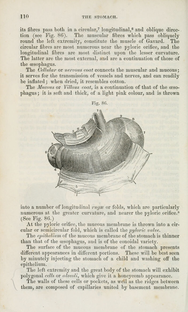 its fibres pass both in a circular,7 longitudinal,6 and oblique direc- tion (see Fig. 86). The muscular fibres which pass obliquely round the left extremity, constitute the muscle of Gavard. The circular fibres are most numerous near the pyloric orifice, and the longitudinal fibres are most distinct upon the lesser curvature. The latter are the most external, and are a continuation of those of the oesophagus. The Cellular or nervous coat connects the muscular and mucous; it serves for the transmission of vessels and nerves, and can readily be inflated; when dried, it resembles cotton. The Mucous or Villous coat, is a continuation of that of the oeso- phagus; it is soft and thick, of a light pink colour, and is thrown into a number of longitudinal rugae or folds, which are particularly numerous at the greater curvature, and nearer the pyloric orifice.8 (See Fig. 86.) At the pyloric orifice, the mucous membrane is thrown into a cir- cular or semicircular fold, which is called the pyloric valve. The epithelium of the mucous membrane of the stomach is thinner than that of the oesophagus, and is of the conoidal variety. The surface of the mucous membrane of the stomach presents different appearances in different portions. These will be best seen by minutely injecting the stomach of a child and washing off the epithelium. The left extremity and the great body of the stomach will exhibit polygonal cells or alveoli, which give it a honeycomb appearance. The walls of these cells or pockets, as well as the ridges between them, are composed of capillaries united by basement membrane.