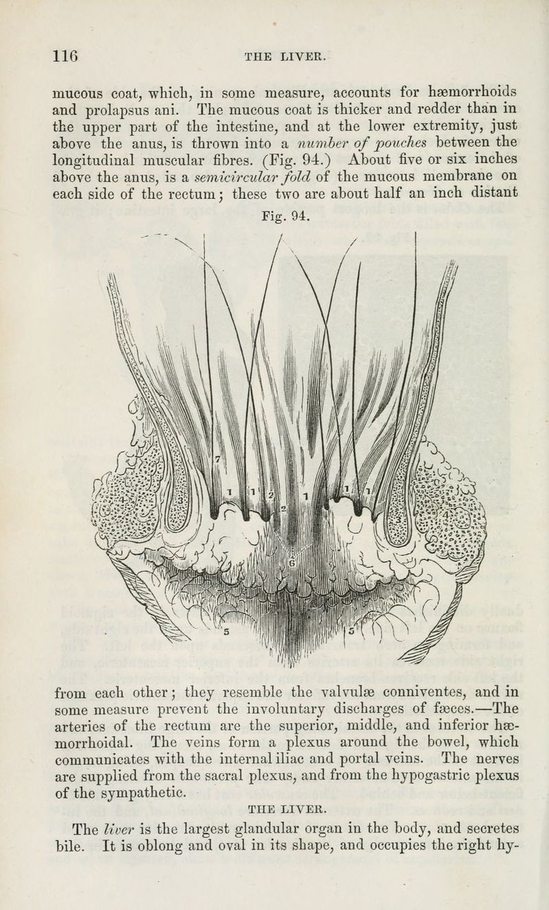 mucous coat, which, in some measure, accounts for haemorrhoids and prolapsus ani. The mucous coat is thicker and redder than in the upper part of the intestine, and at the lower extremity, just above the anus, is thrown into a number of pouches between the longitudinal muscular fibres. (Fig. 94.) About five or six inches above the anus, is a semicircular fold of the mucous membrane on each side of the rectum; these two are about half an inch distant from each other; they resemble the valvulae conniventes, and in some measure prevent the involuntary discharges of feeces.—The arteries of the rectum are the superior, middle, and inferior hse- morrhoidal. The veins form a plexus around the bowel, which communicates with the internal iliac and portal veins. The nerves are supplied from the sacral plexus, and from the hypogastric plexus of the sympathetic. THE LIVER. The liver is the largest glandular organ in the body, and secretes bile. It is oblong and oval in its shape, and occupies the right hy-